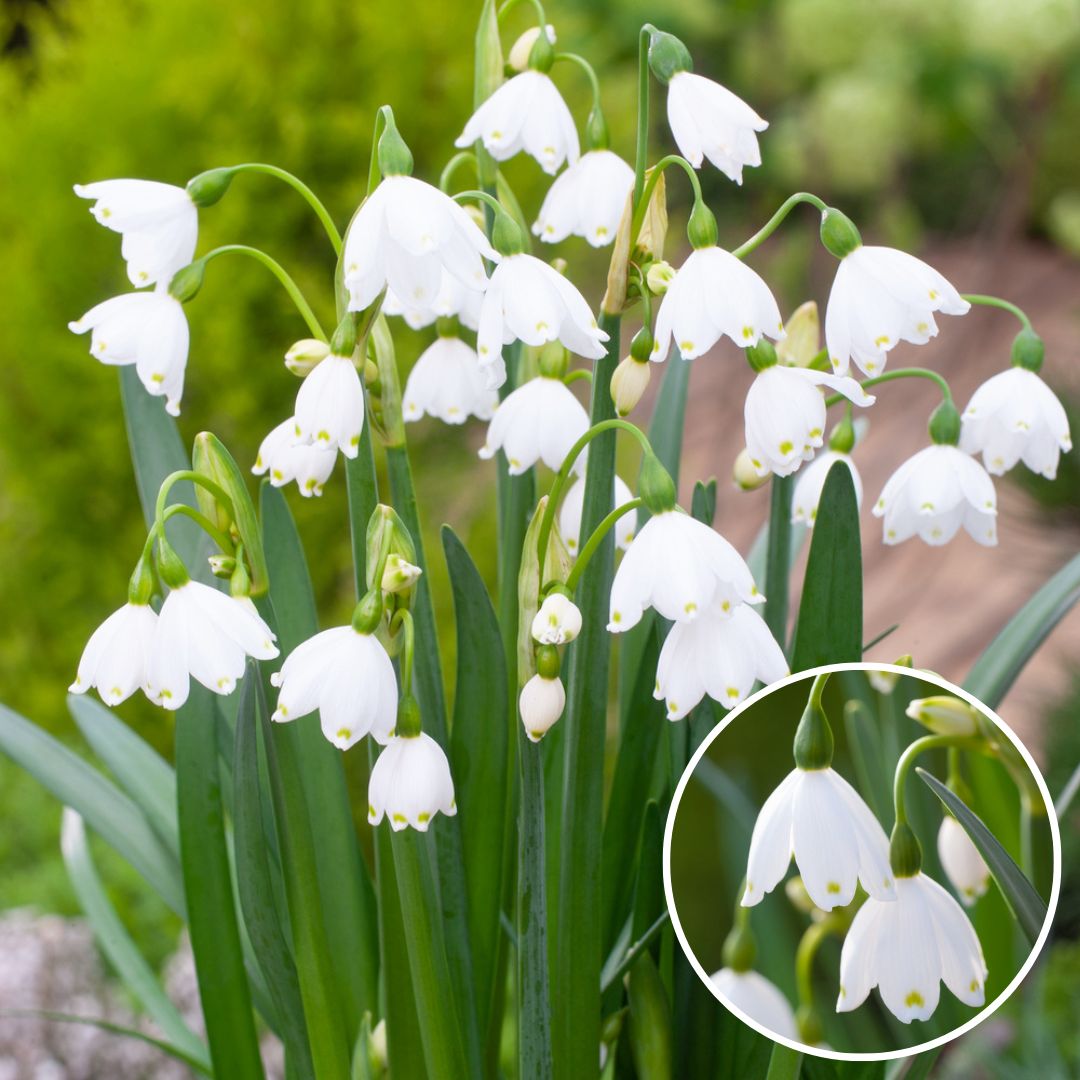 Bulbes à fleurs 'leucojum aestivum' - mé