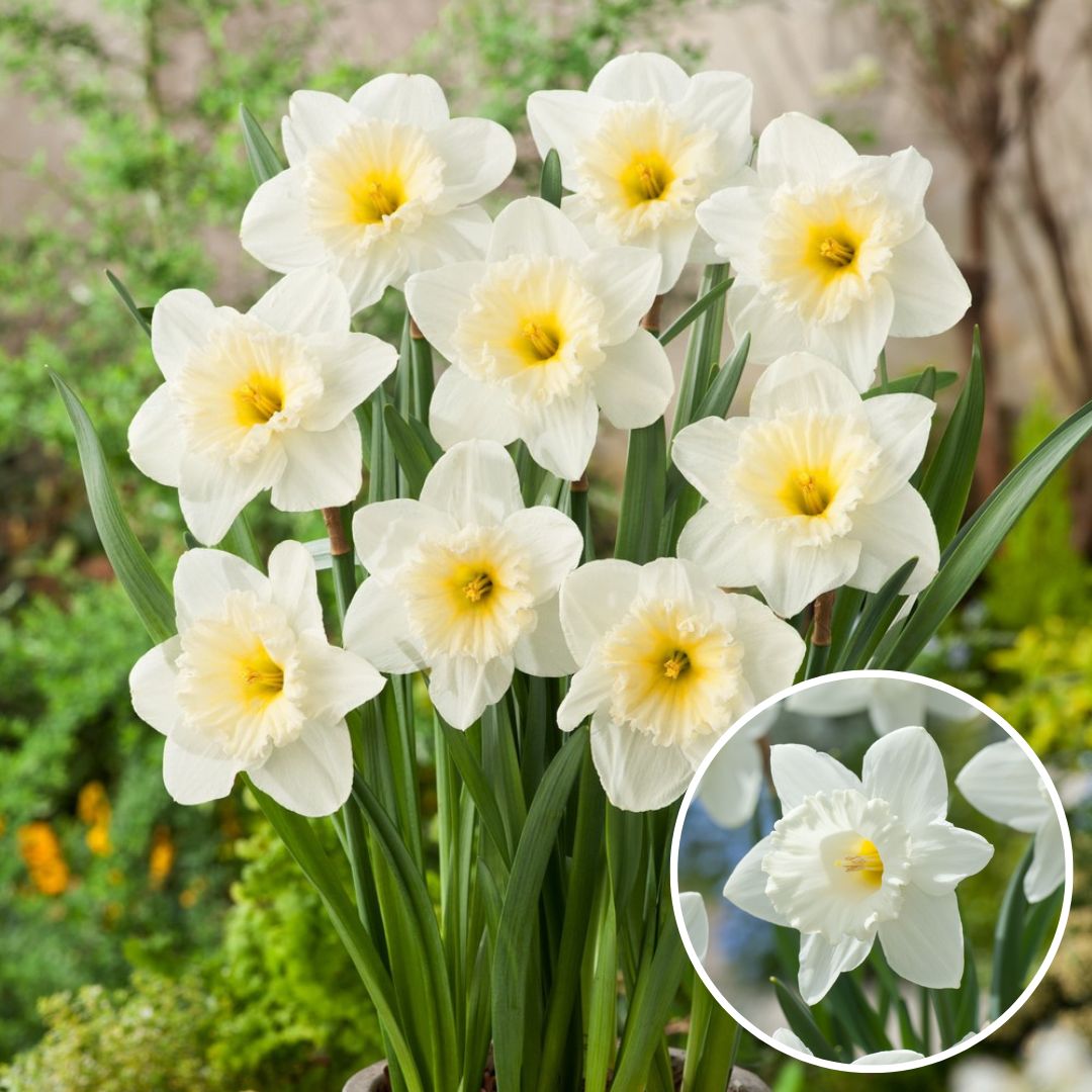 Bulbes de narcisse 'mount hood' - lot de