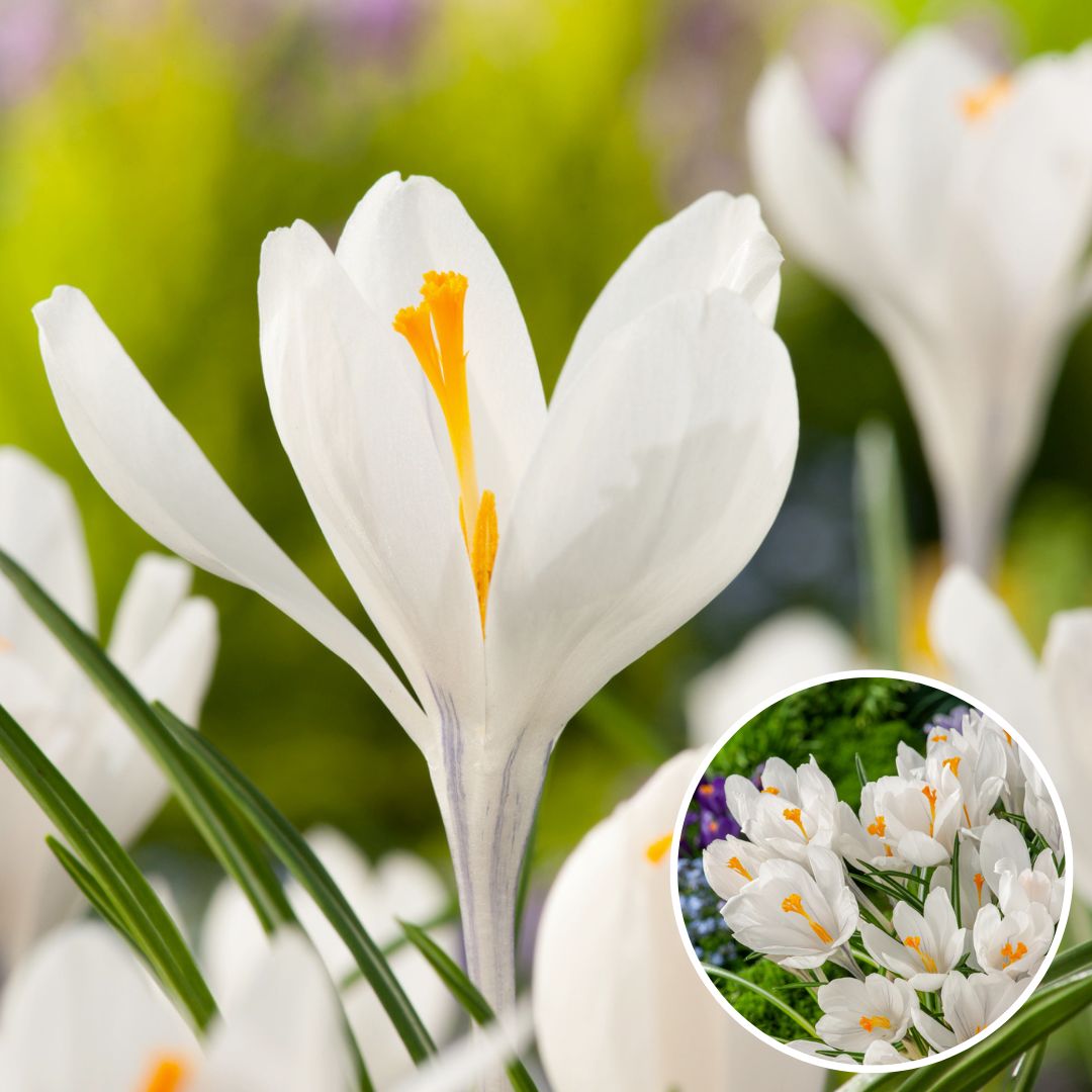 Crocus 'white' - lot de 30