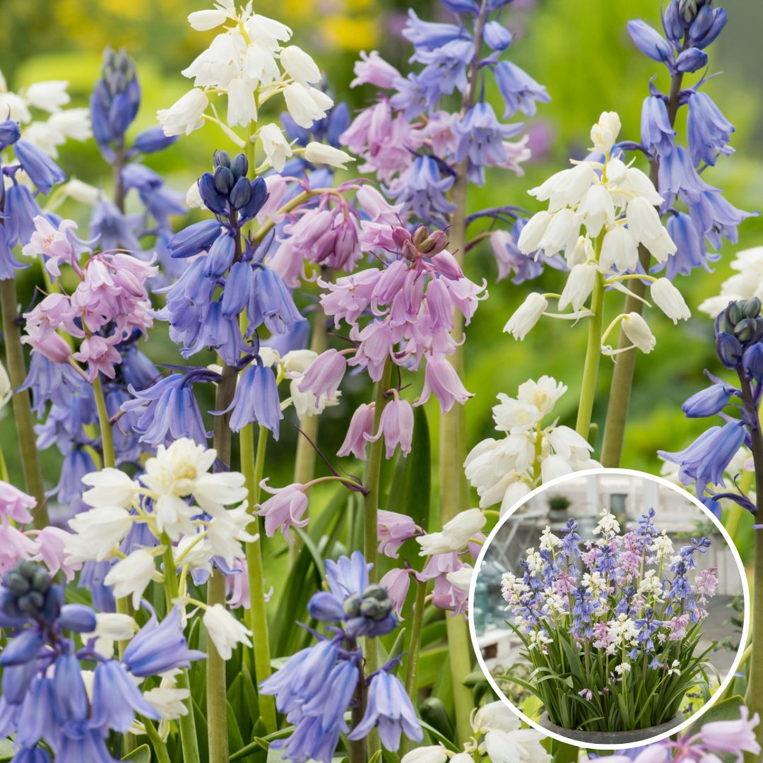 Bulbes de hyacinthoides 'hispanica mix'