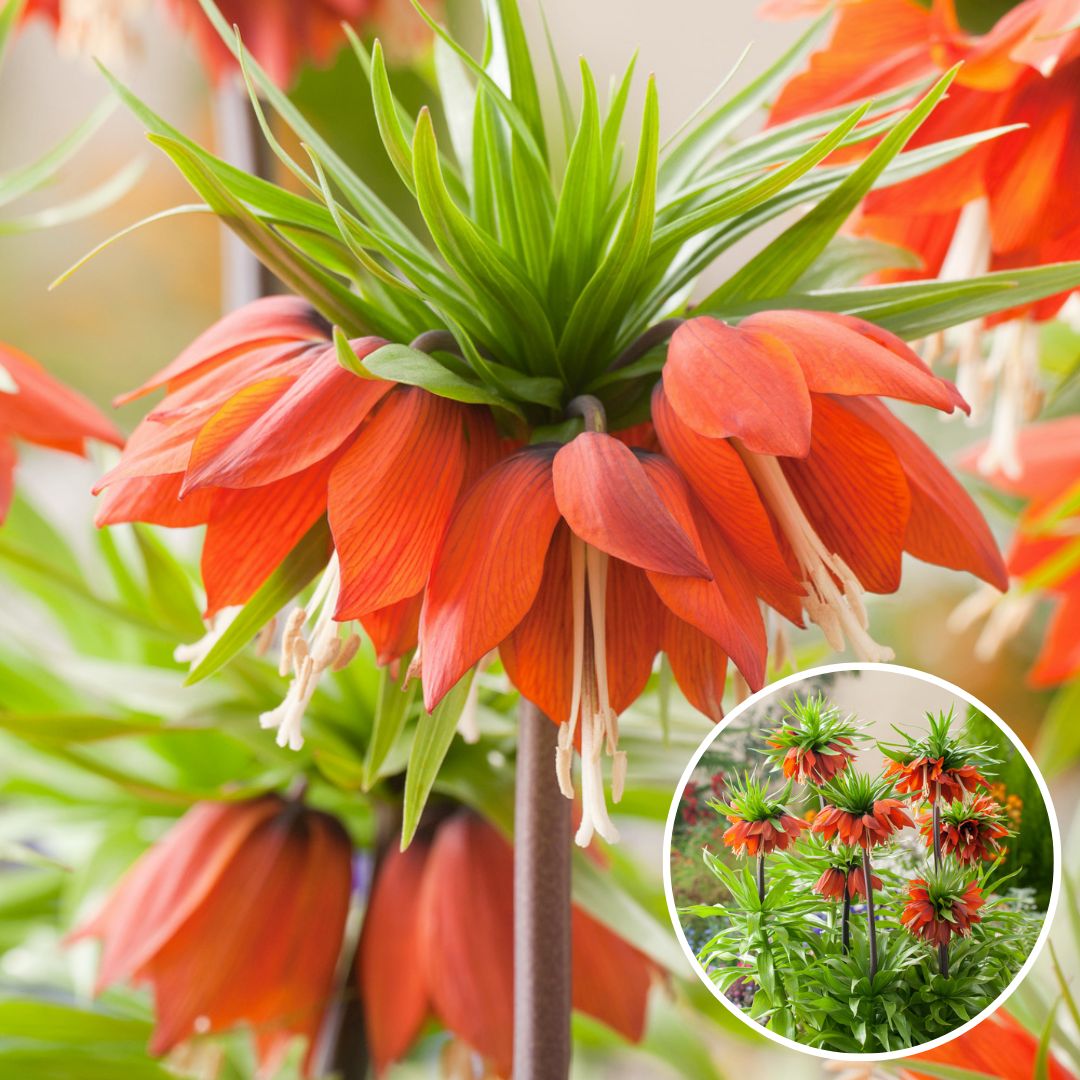 Fritillaria 'rubra' - lot de 3