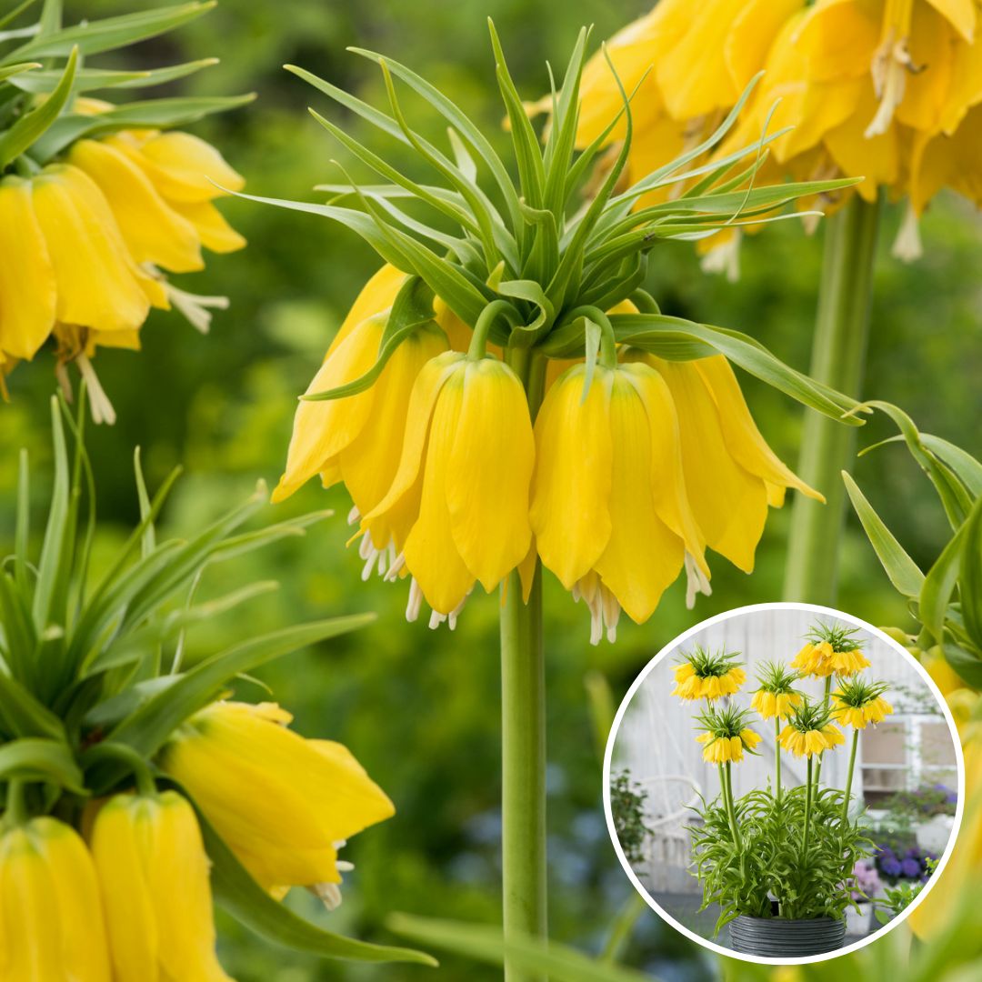 Fritillaria 'lutea' - lot de 3