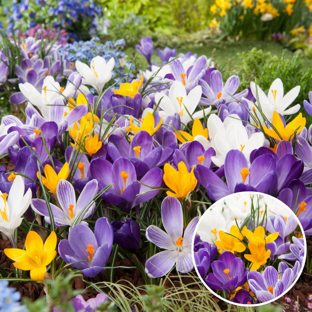 Crocus bulbes 'large flowering mix' - mé