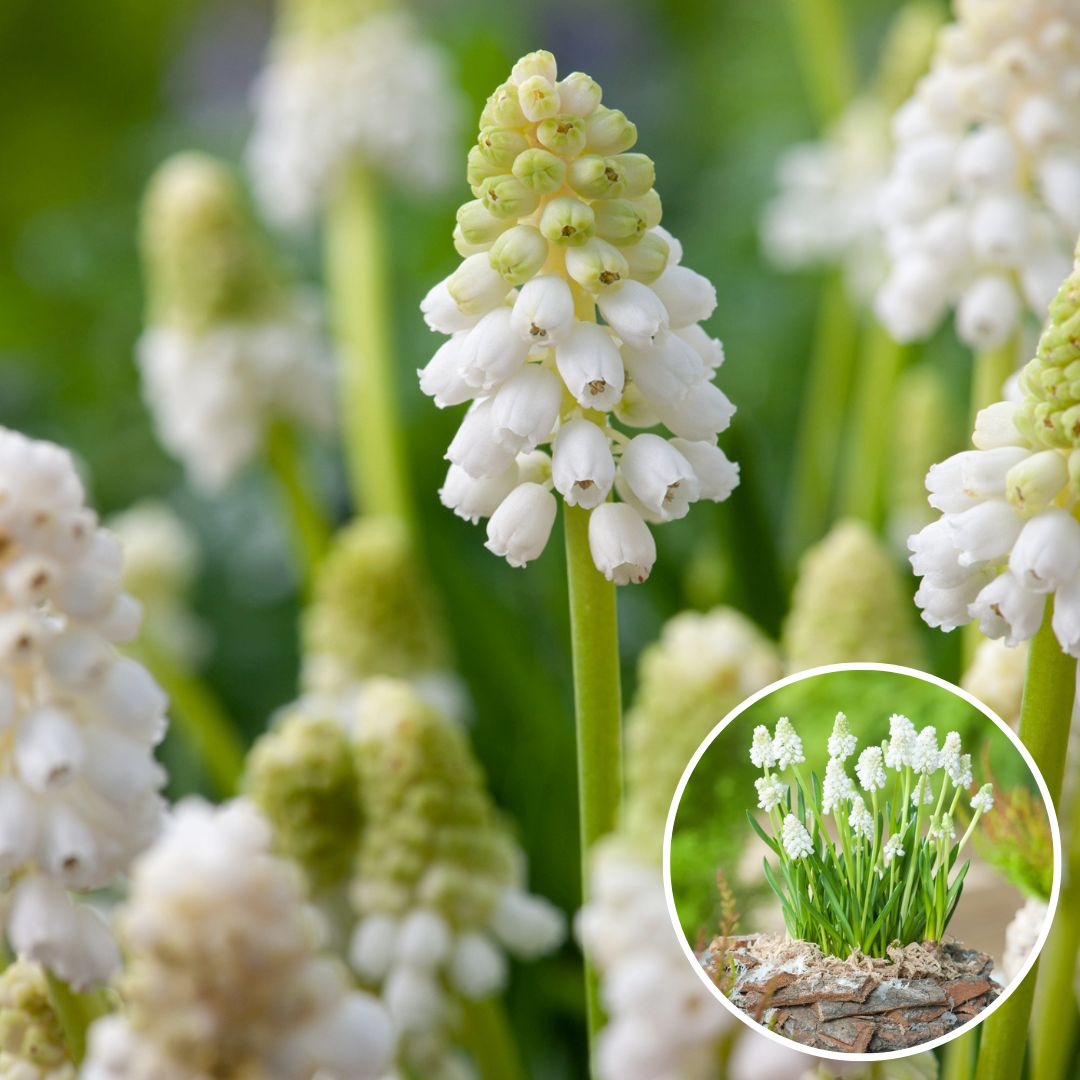 Muscari 'white magic' - lot de 50