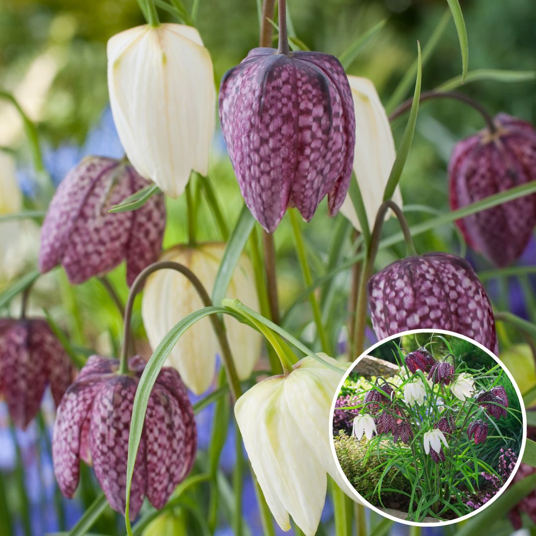 Fritillaria 'meleagris mix' - mélange de