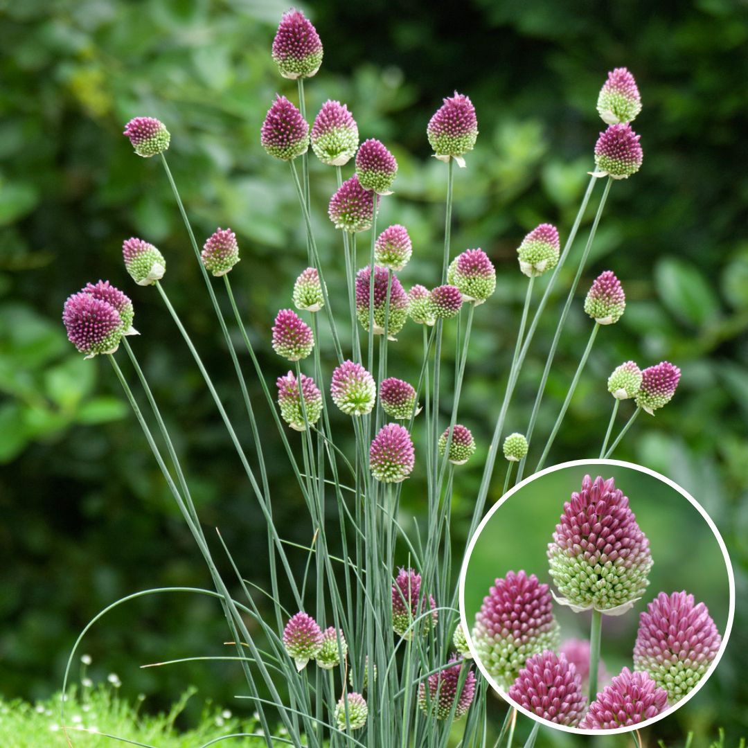 Bulbes d'allium 'sphaerocephalon' - lot