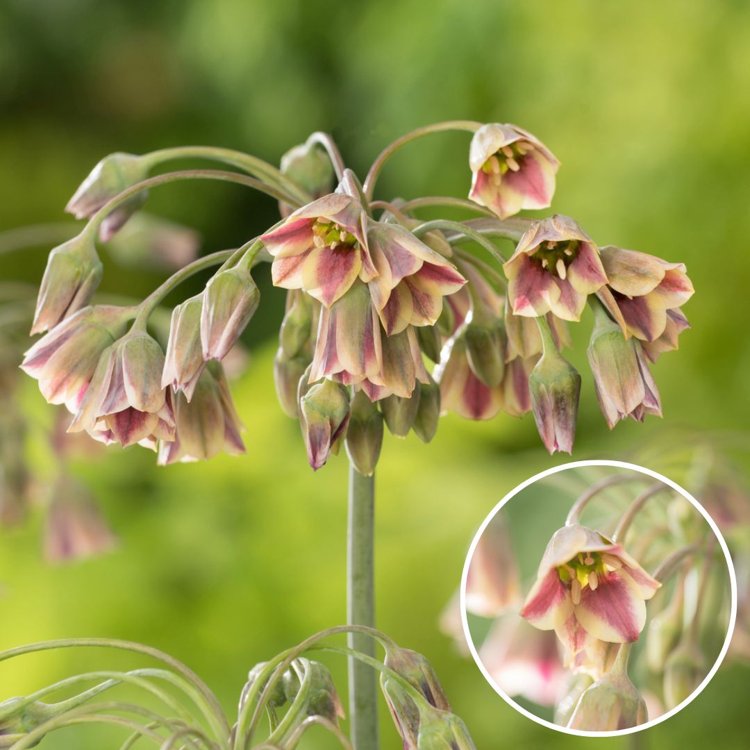 Bulbes d'allium 'nectaroscordum' - lot d