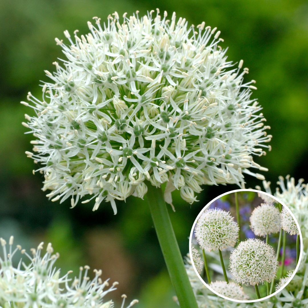 Bulbes d'allium 'mount everest' - lot de