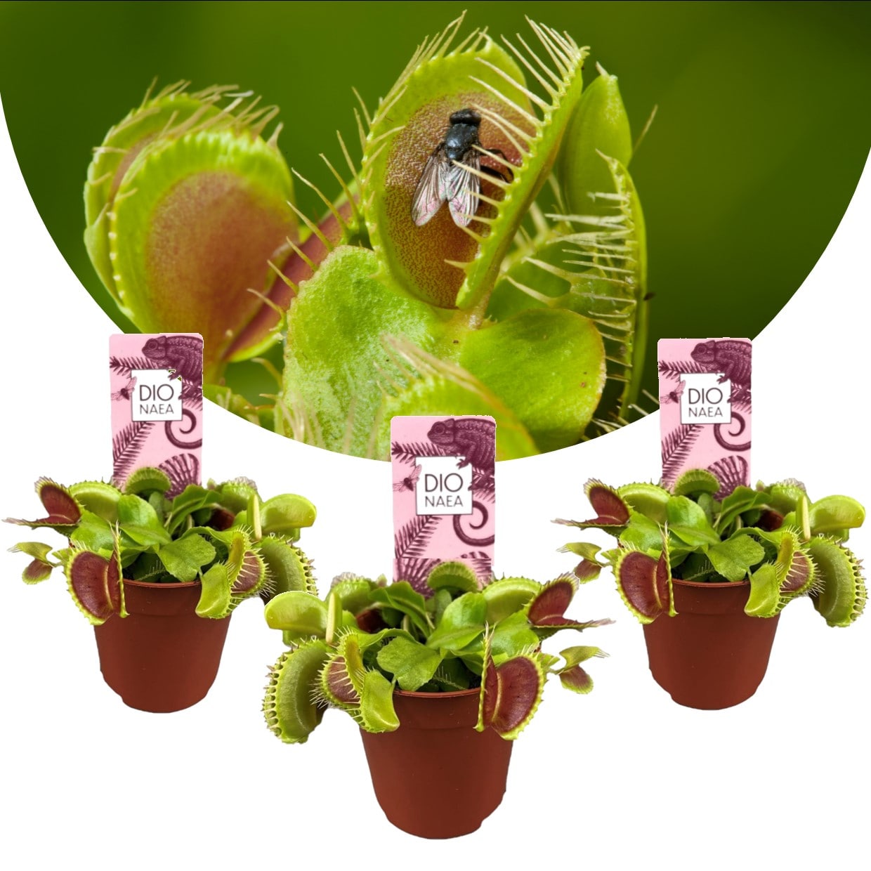 Dionaea 'venus flytrap' - lot de 3