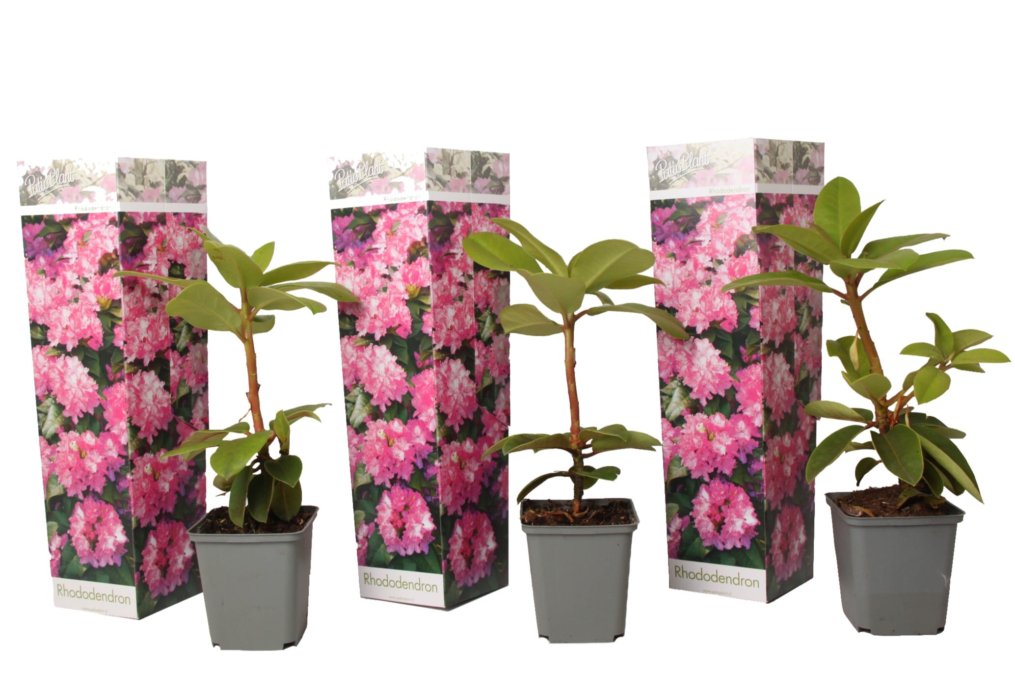 Rhododendron 'elegans pink' - lot de 3