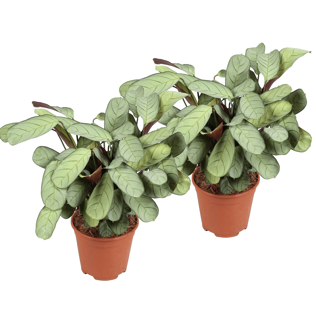 Ctenanthe amagris 'prayer plant' - lot d