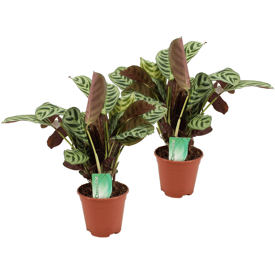 Ctenanthe 'burle marxii' 'prayer plant'