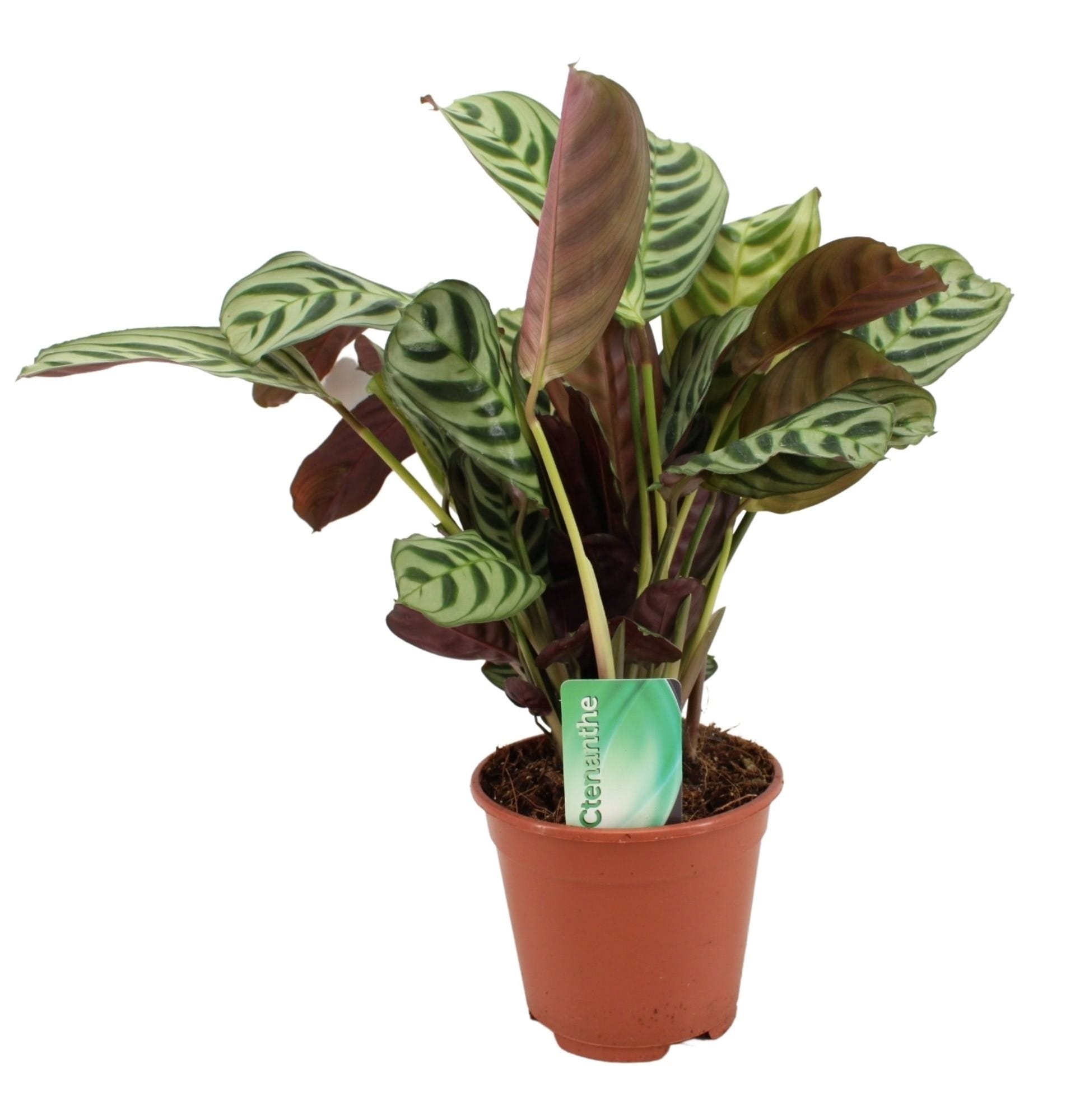 Ctenanthe 'burle marxii' 'prayer plant'