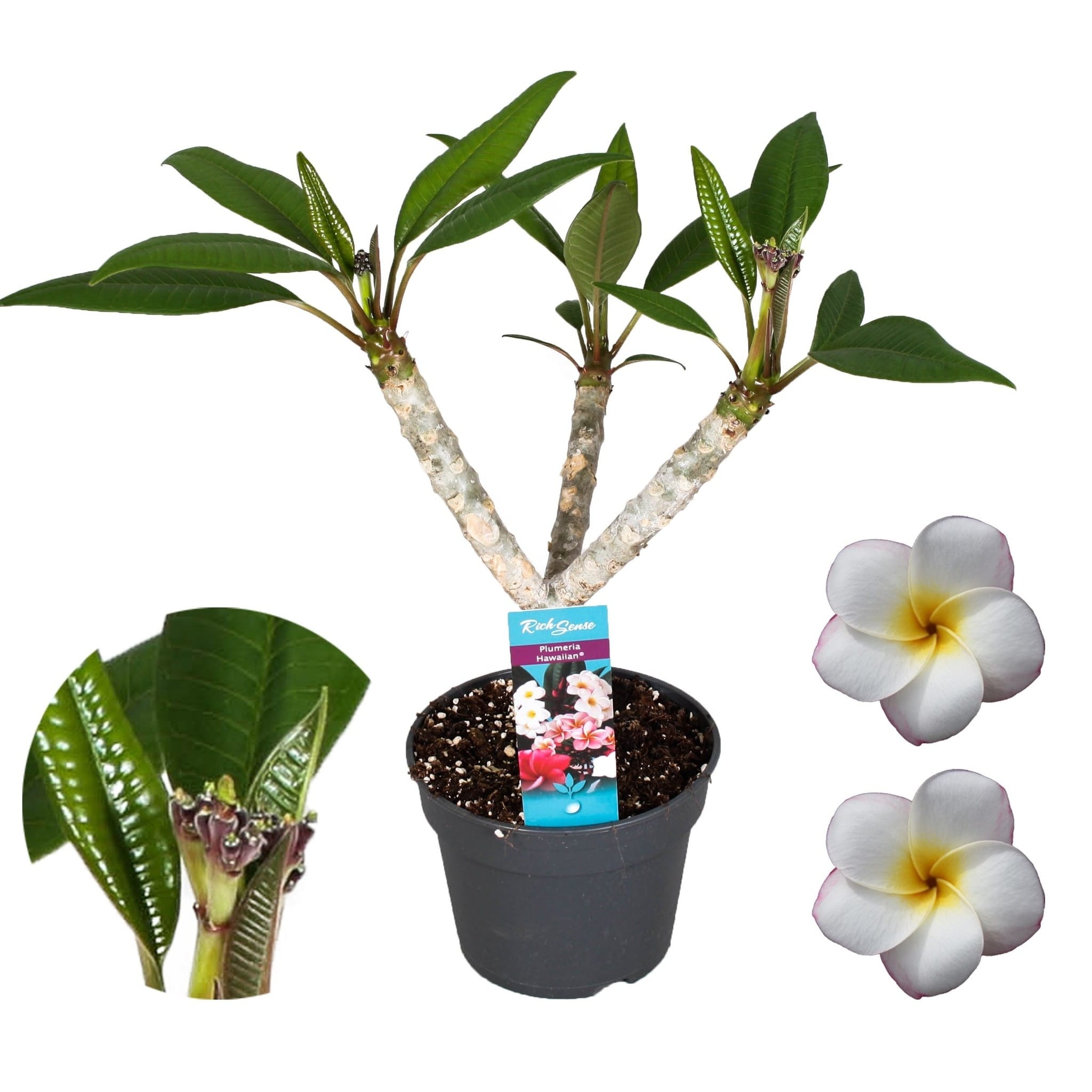 Plumeria 'frangipani' hawaii white