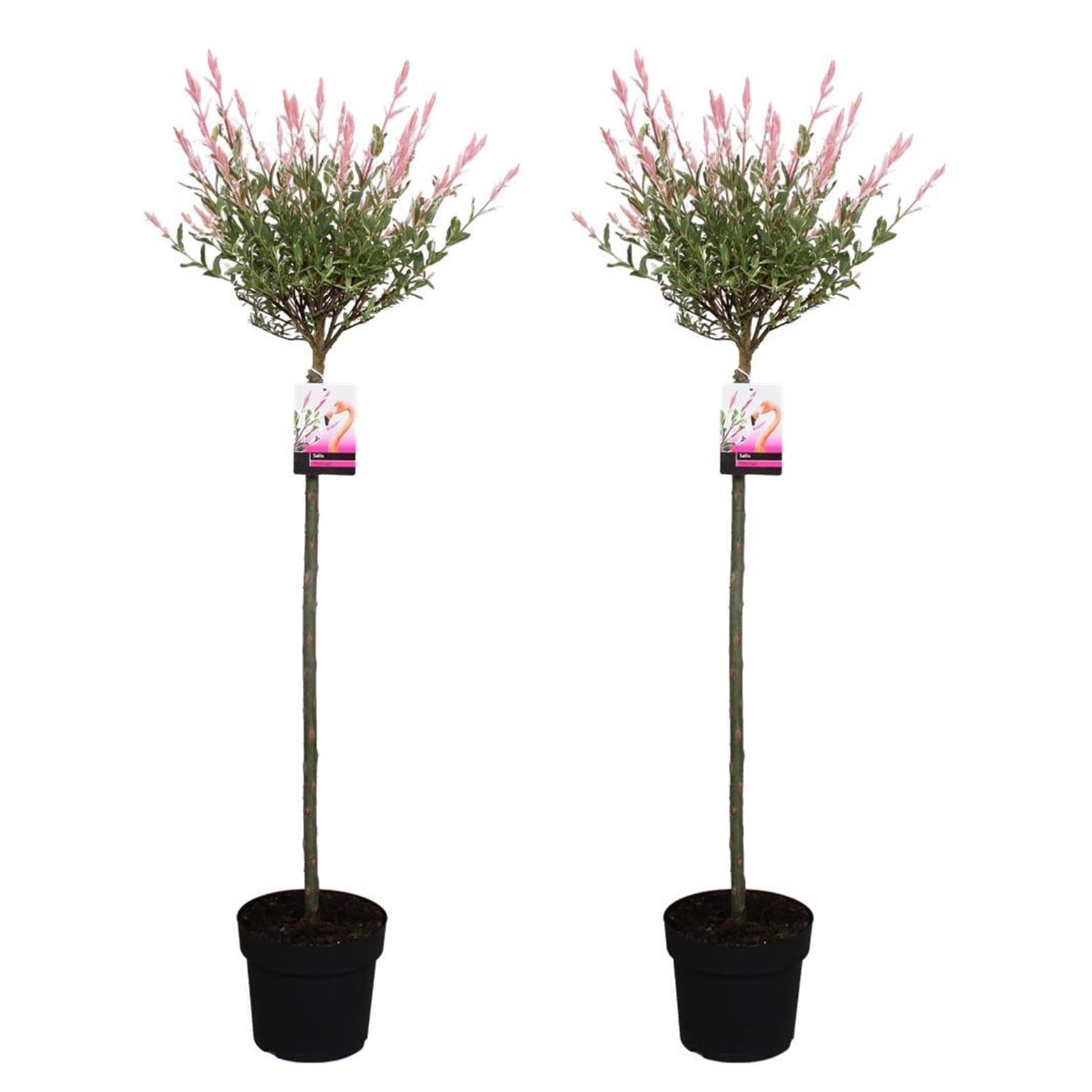 Salix flamingo sur tige 'xl' - mélange d