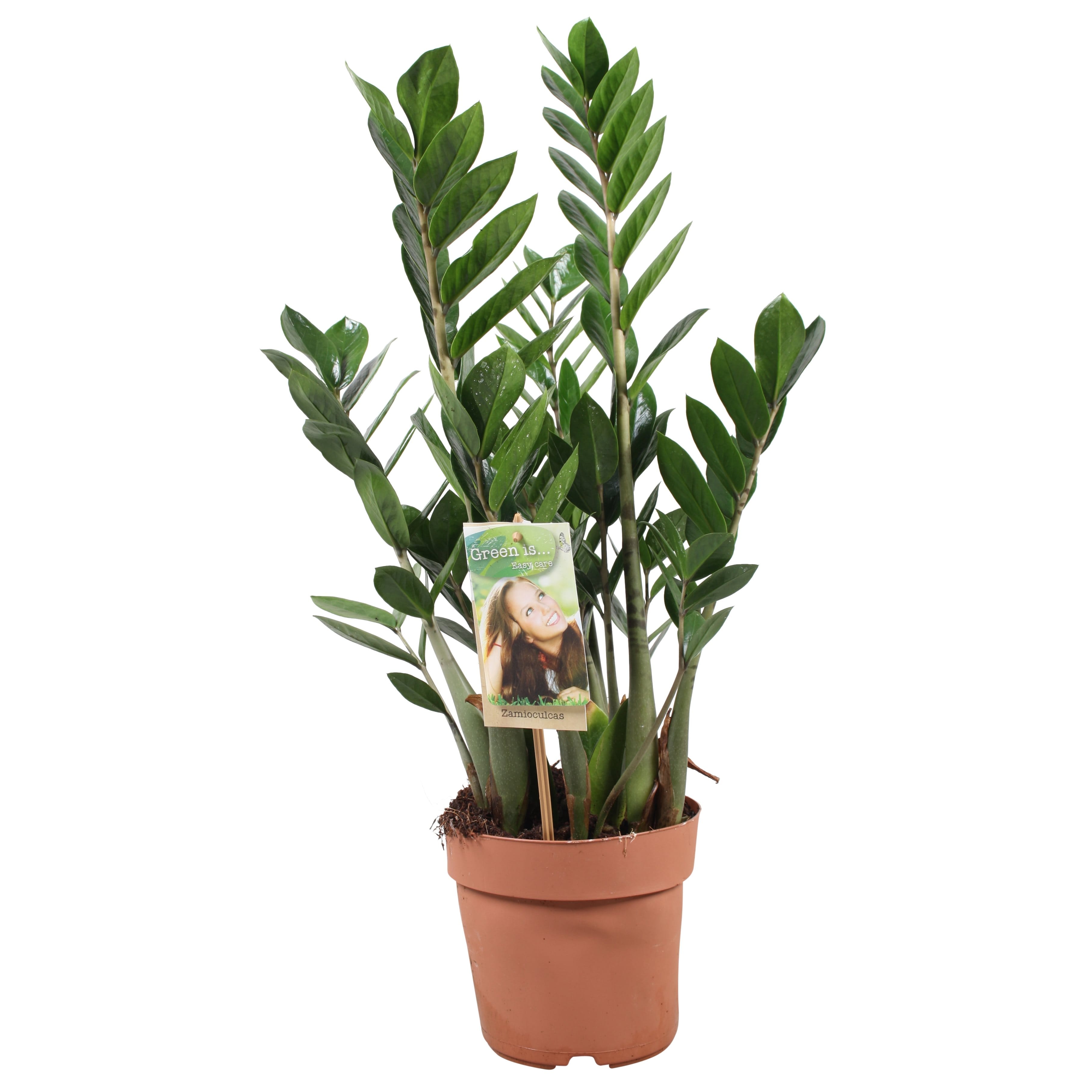 Plante zamioculcas zamiifolia 'zz'