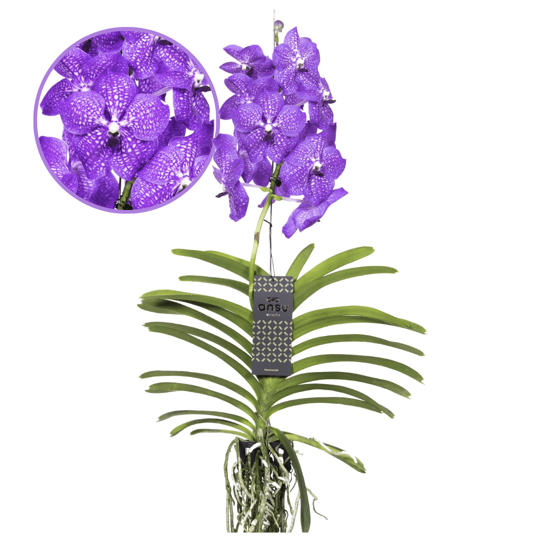 Vanda new blue