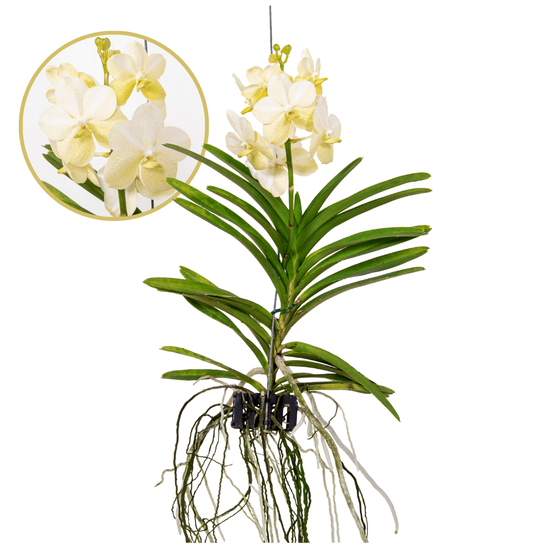 Vanda tayanee white