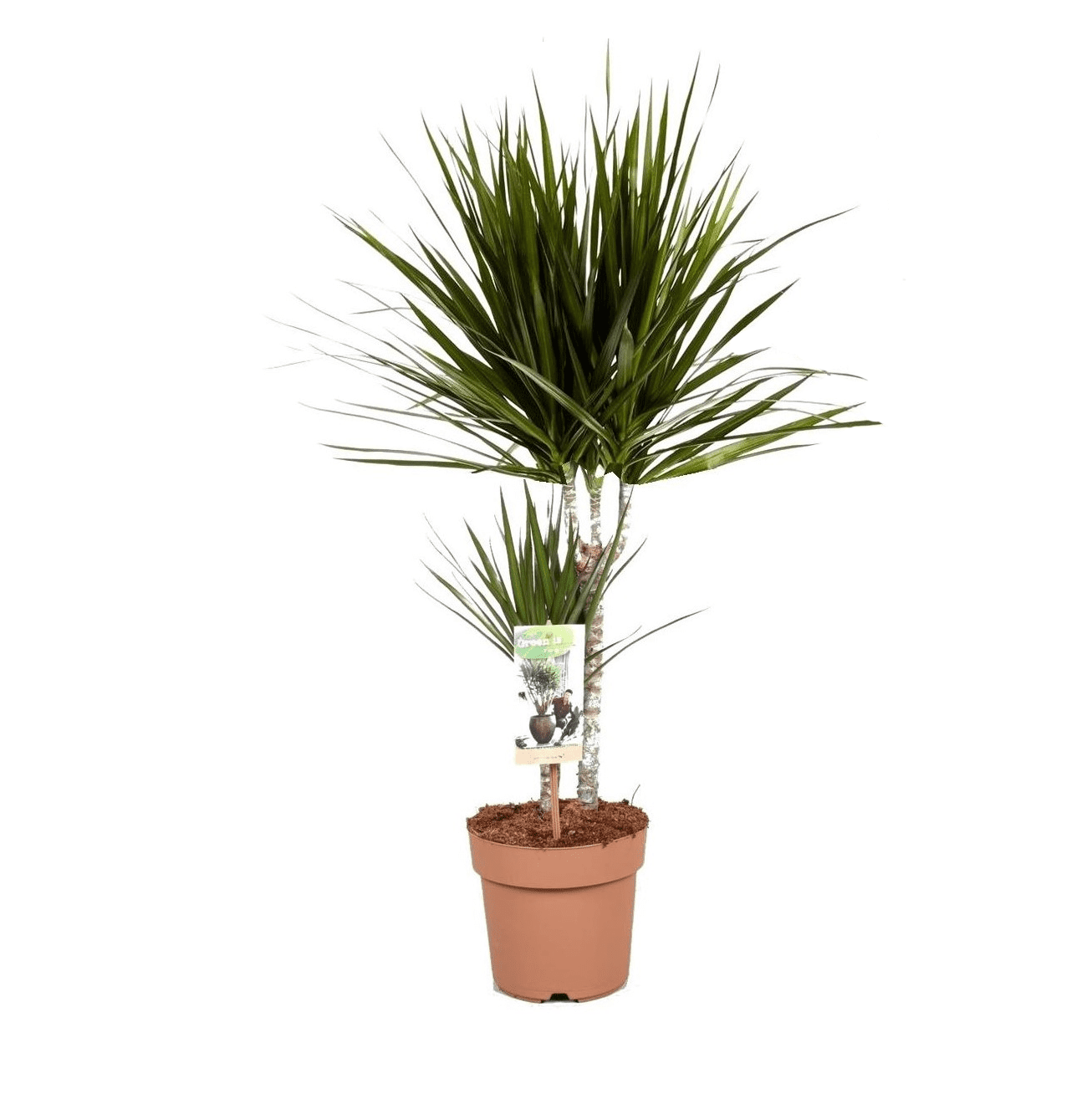 Dracaena 'dragon tree' (arbre dragon)