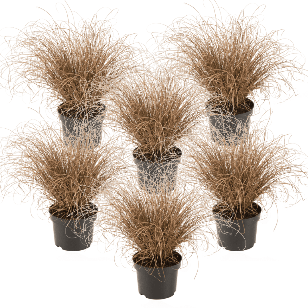 Carex 'bronco' herbe ornementale - lot d