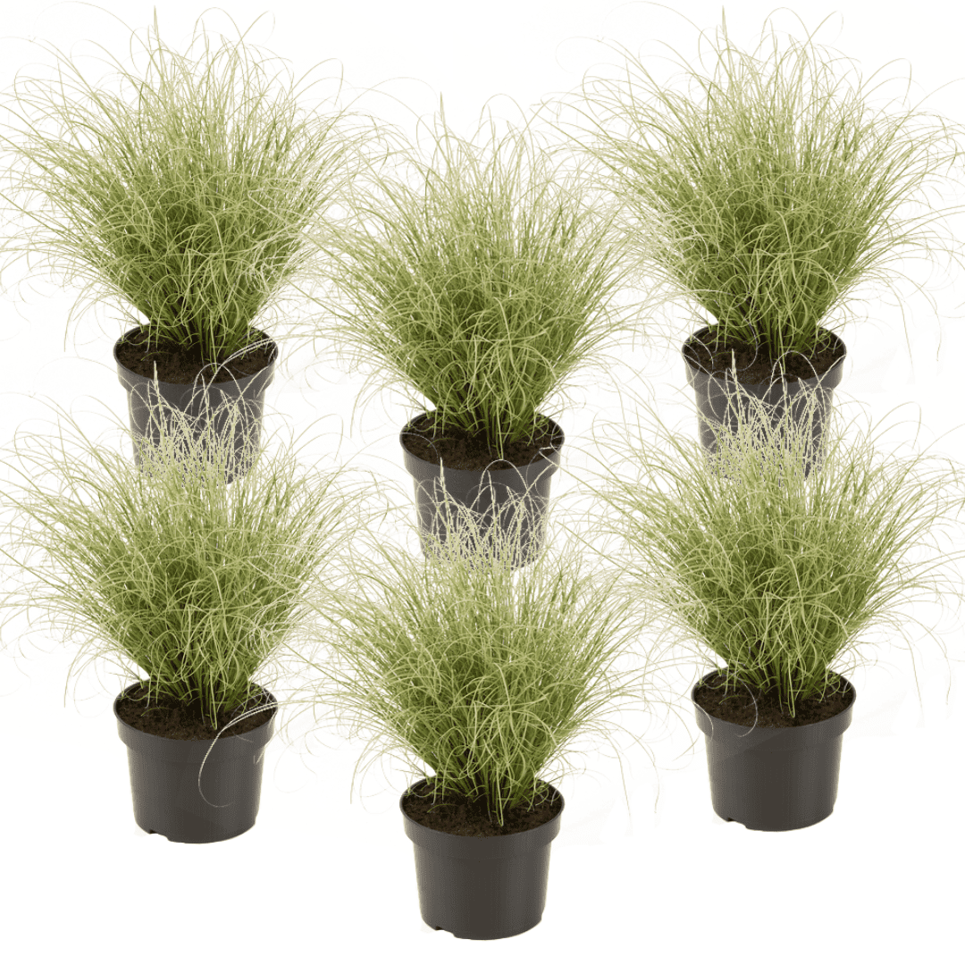 Carex 'amazon mist' herbe ornementale -