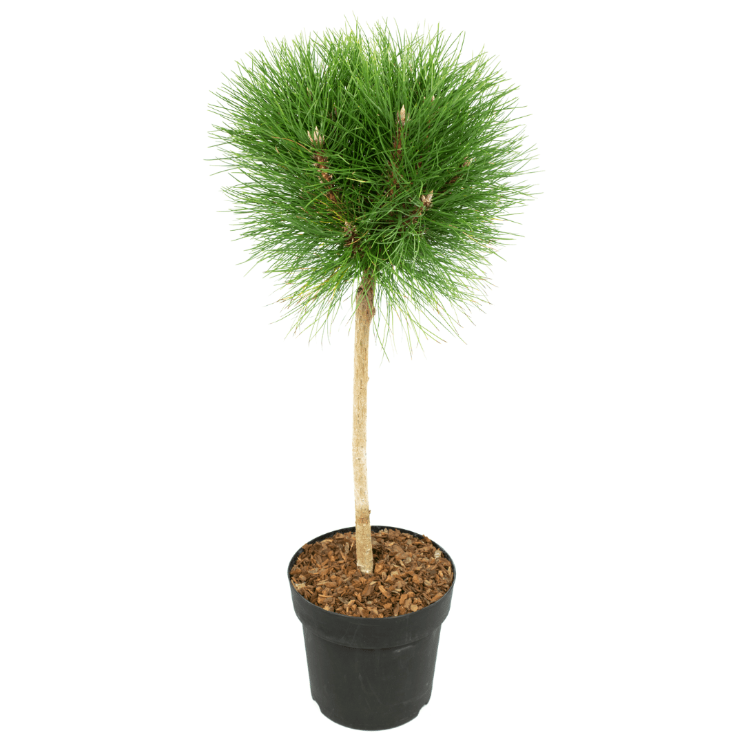 Pinus 'summer breeze' pin nain sur tige