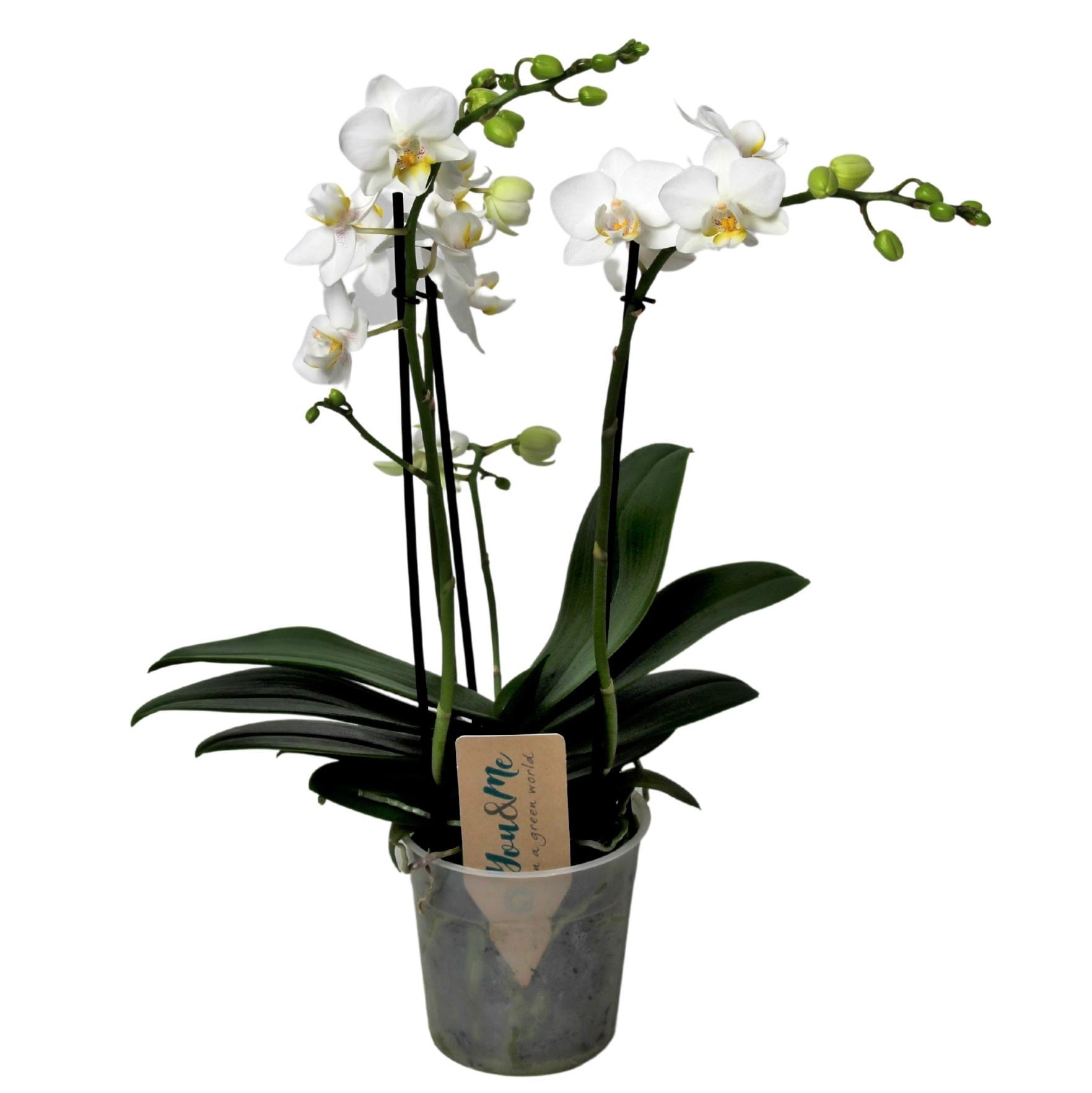 Phalaenopsis multiflora orchid blanc