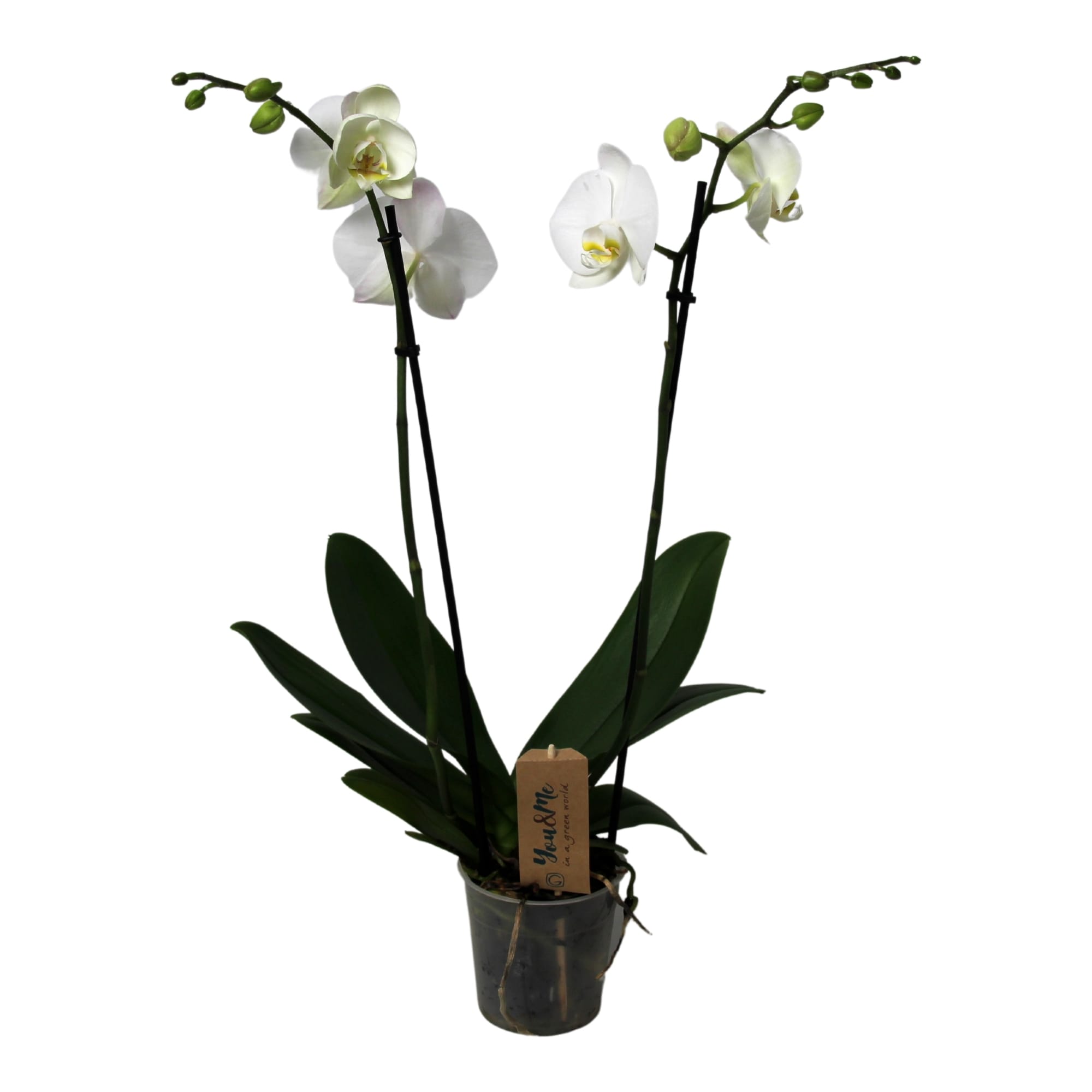 Phalaenopsis orchidée blanche