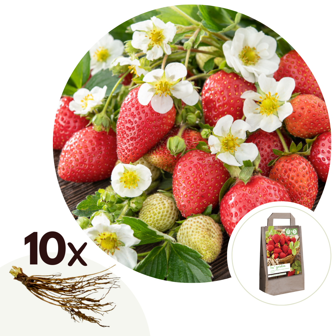 Fraise 'elsanta' - lot de 10