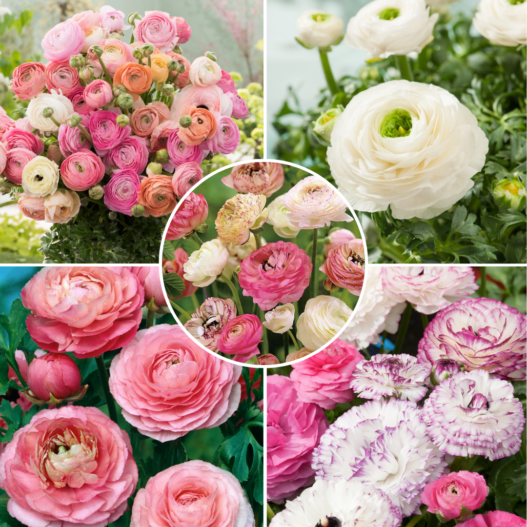 Ranunculus bulbes à fleurs 'pastel' - mé