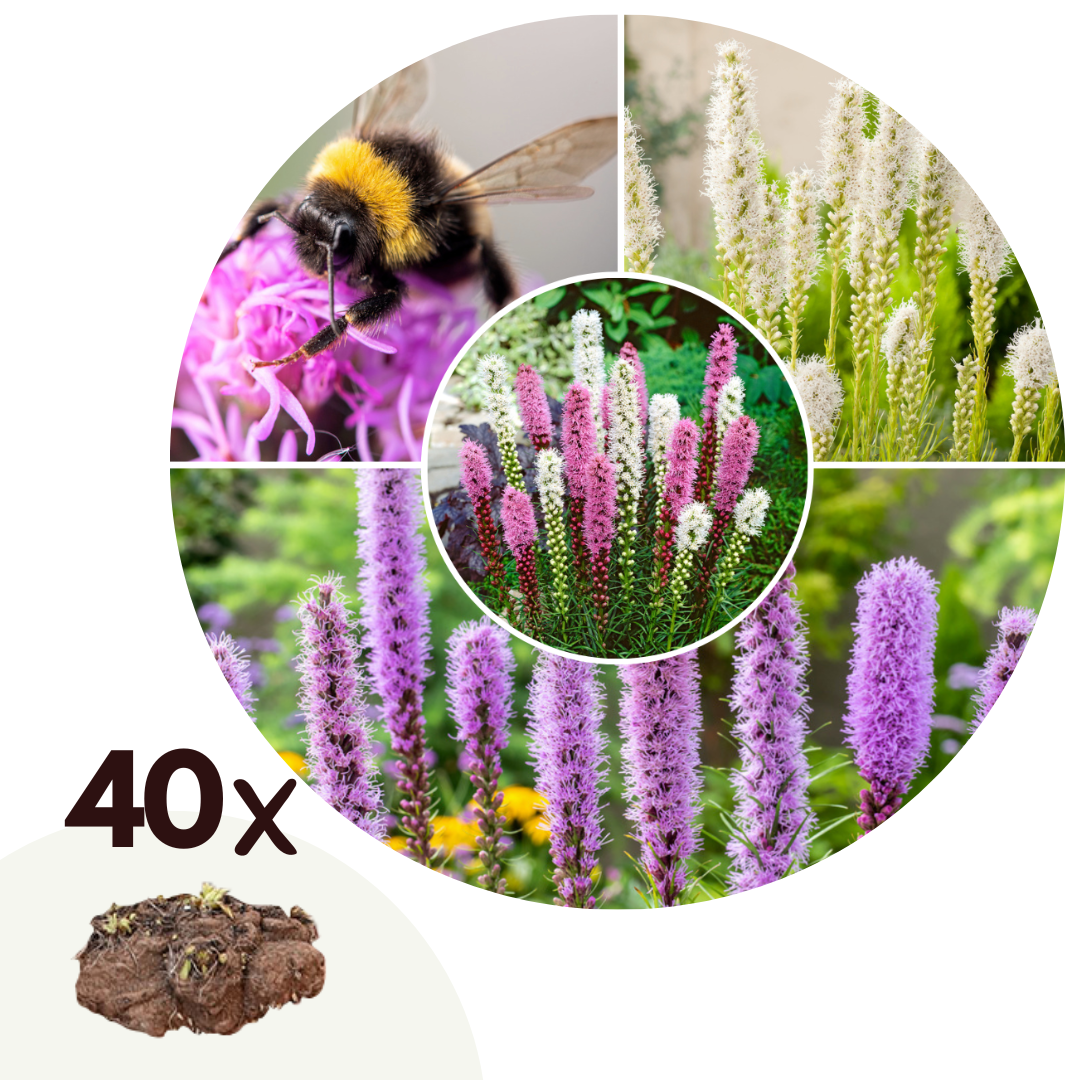 Tubercules de liatris spicata - 40