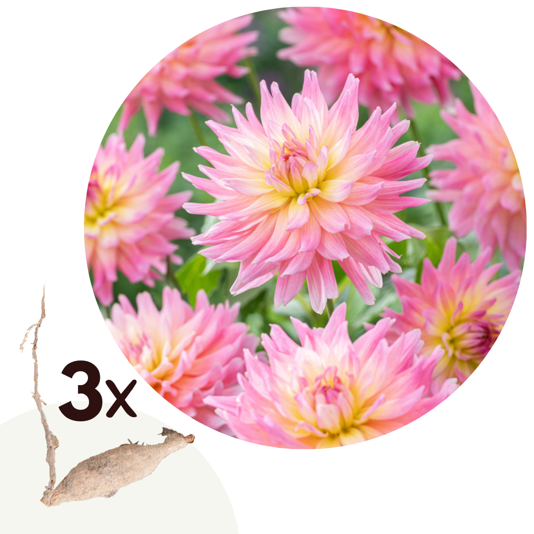 Dahlia melody gipsy - lot de 3