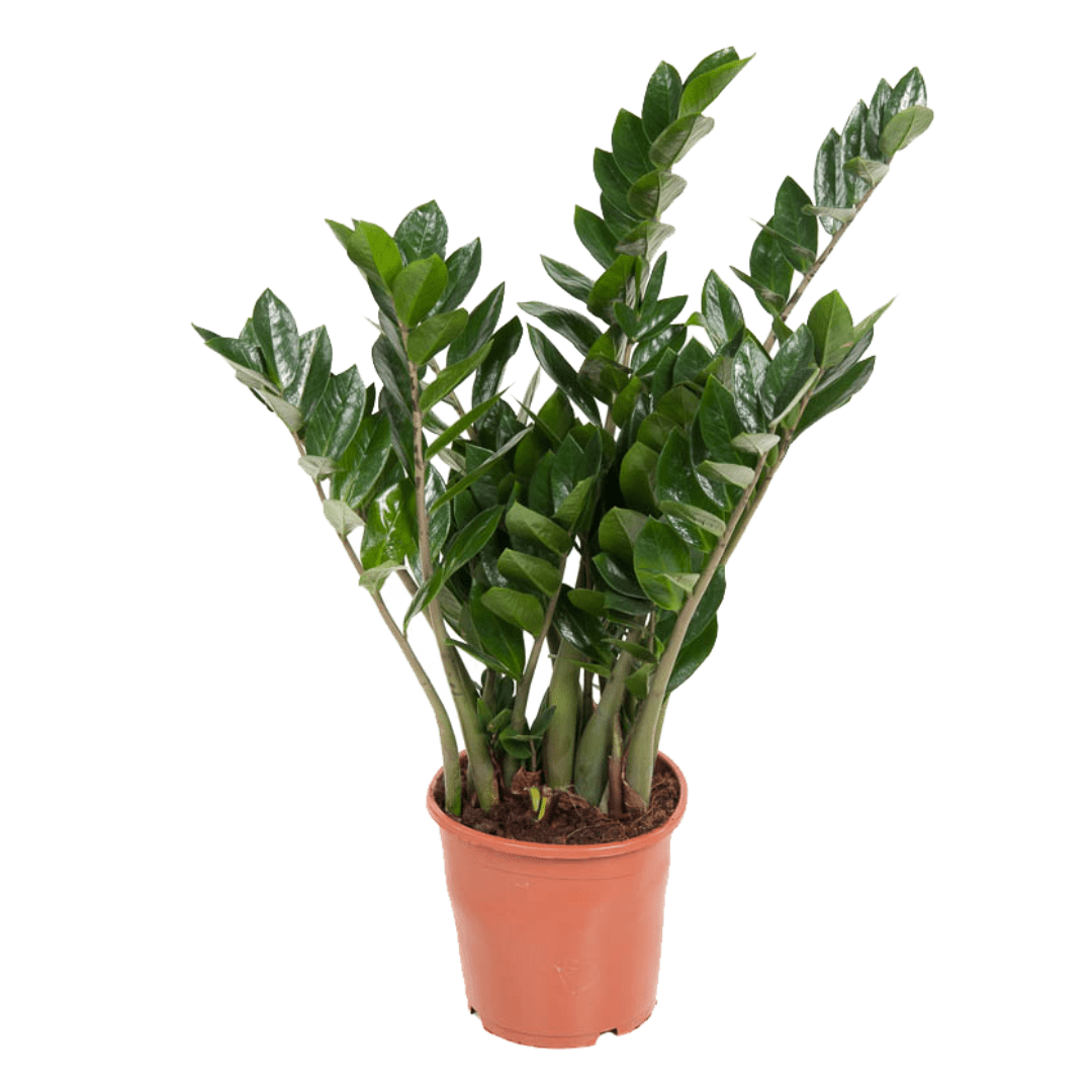 Zamioculcas 'zz plant' 80cm