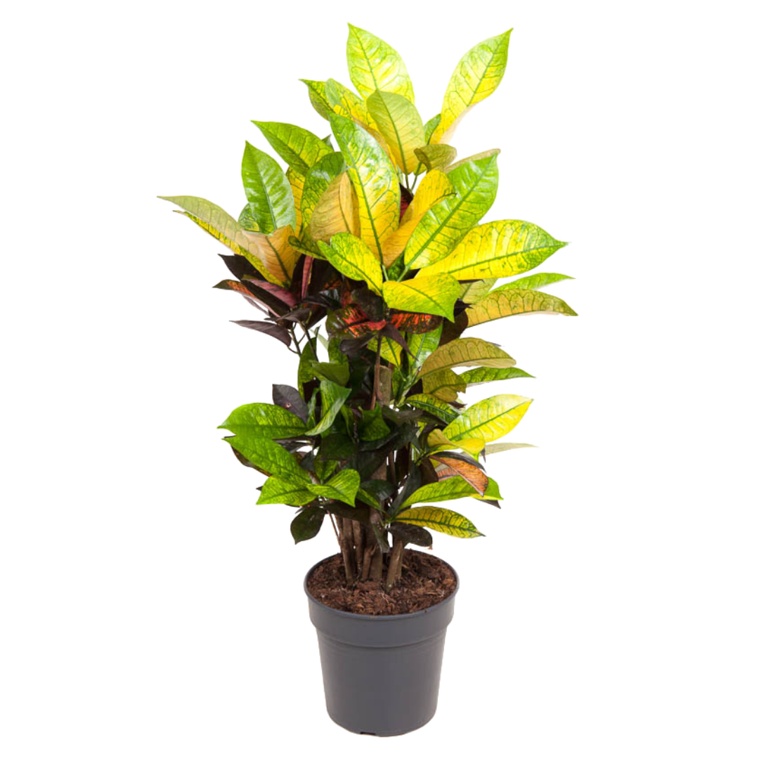 Croton 'codiaeum mrs. Iceton' arbuste me