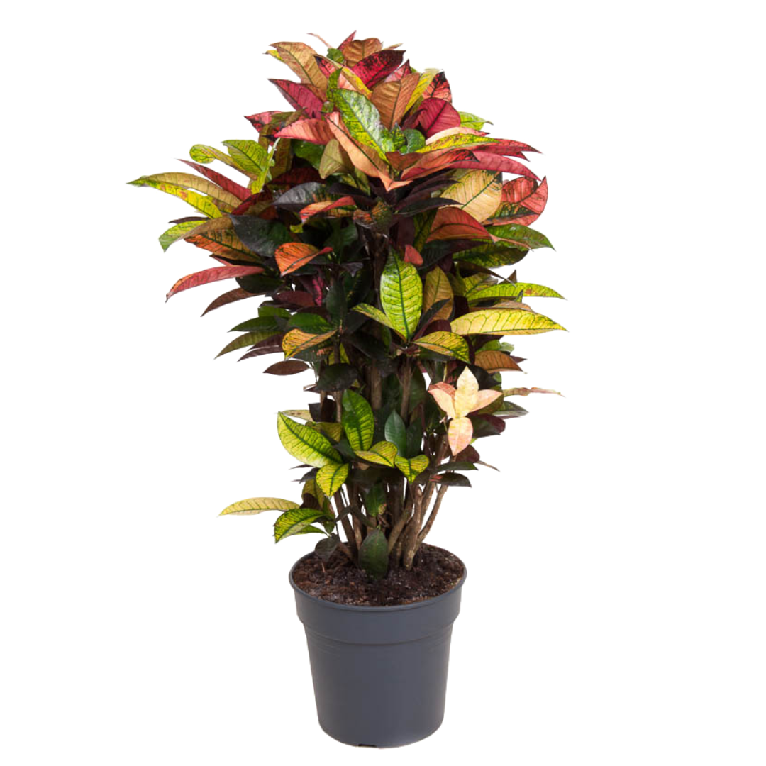 Croton 'codiaeum mrs. Iceton' merveilleu