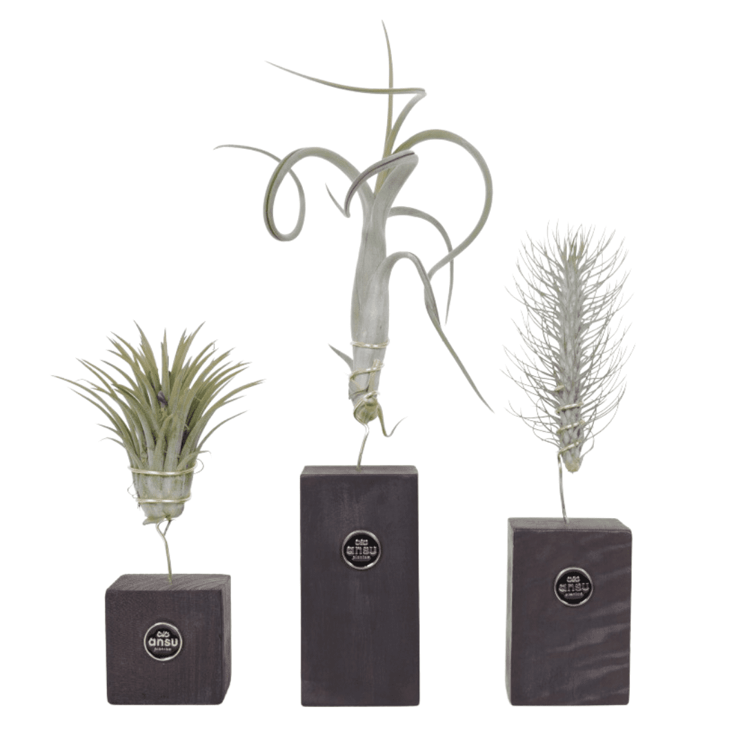 Tillandsia burnt wood trio - lot de 3