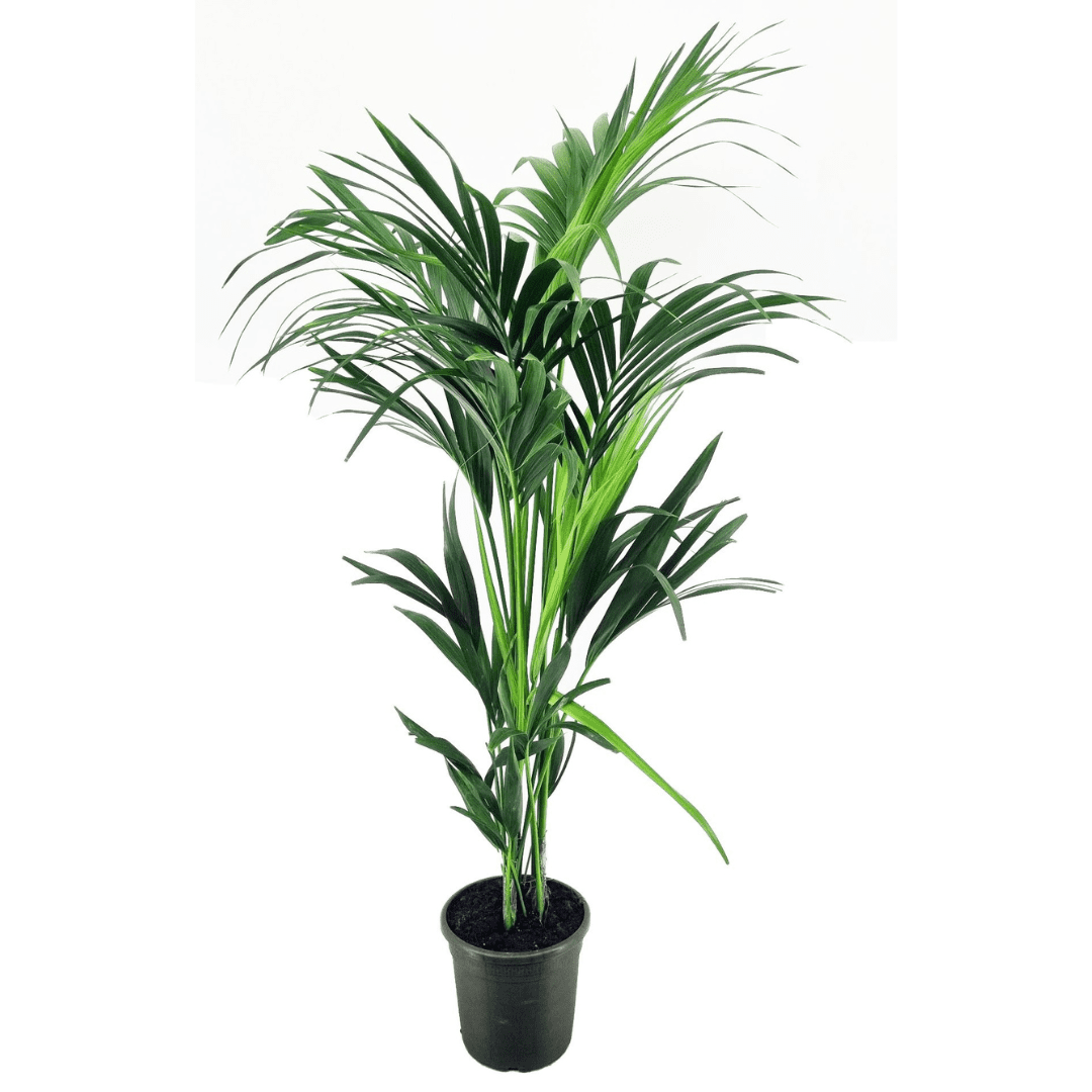 Xxl kentia palmier d'intérieur 130-140cm