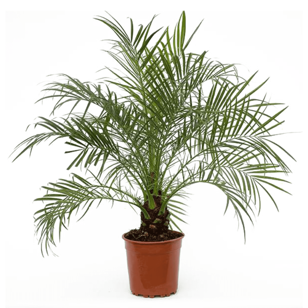 Phoenix roebelenii 'dwarf date palm' (pa