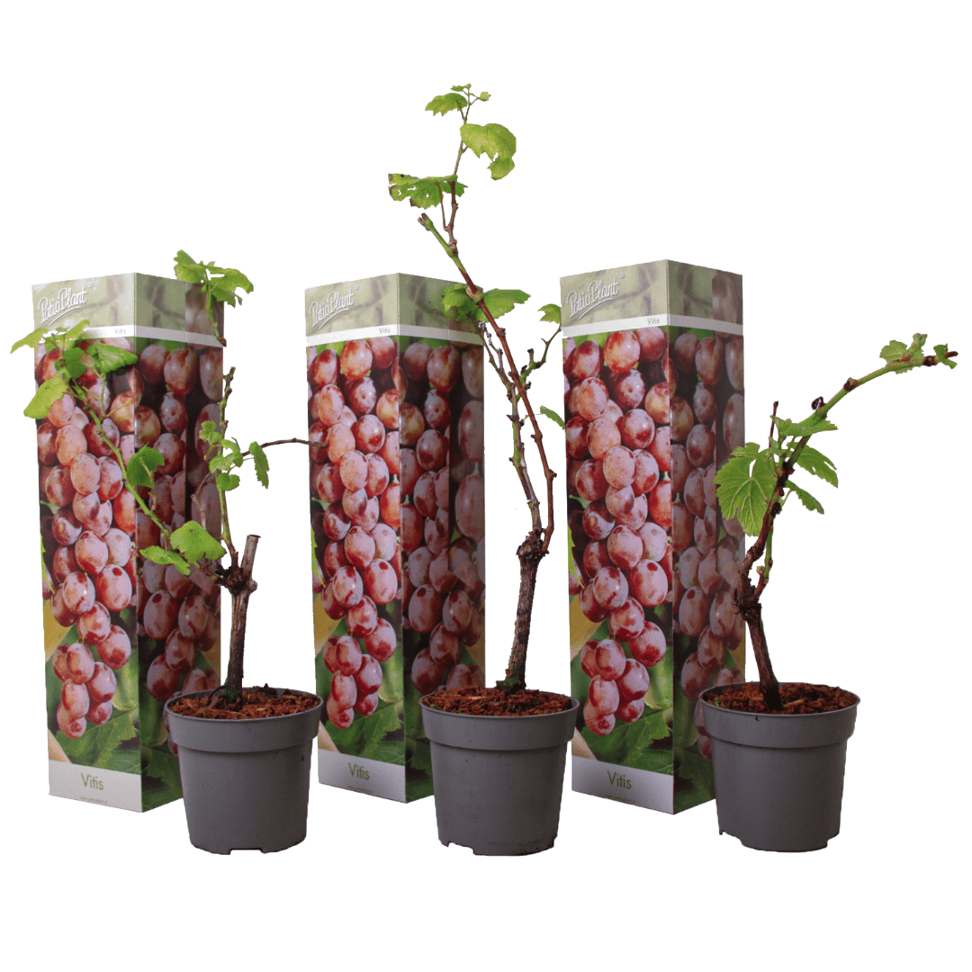 Plants de raisin rouge - lot de 3