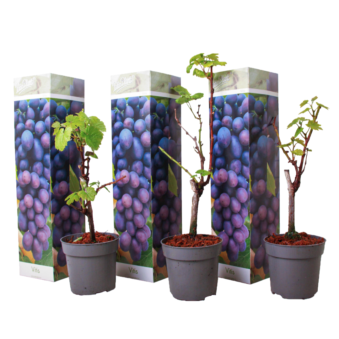 Plants de raisin bleu - lot de 3