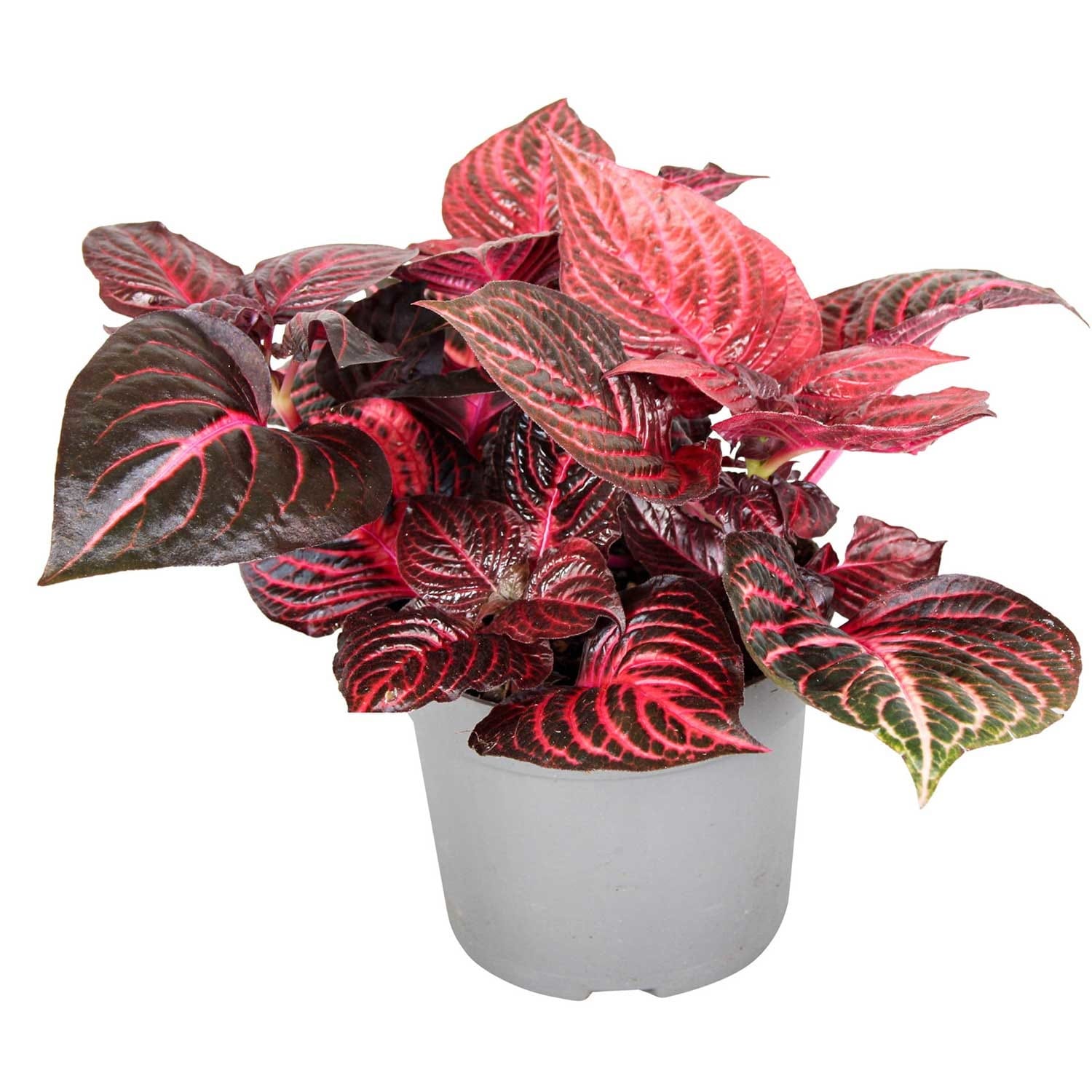 Iresine herbstii 'rich red star' (rouge)