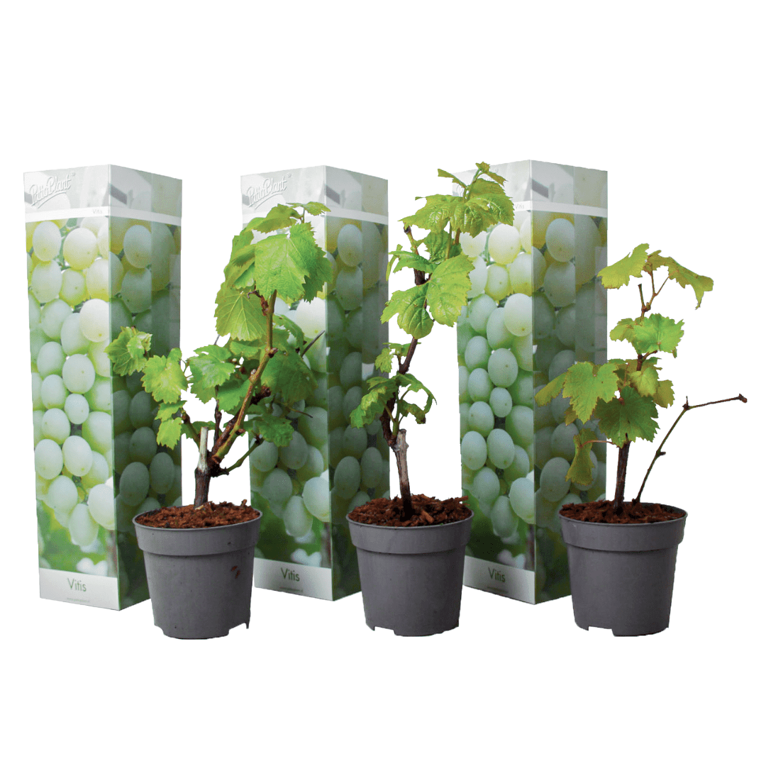 Grape plants white - lot de 3