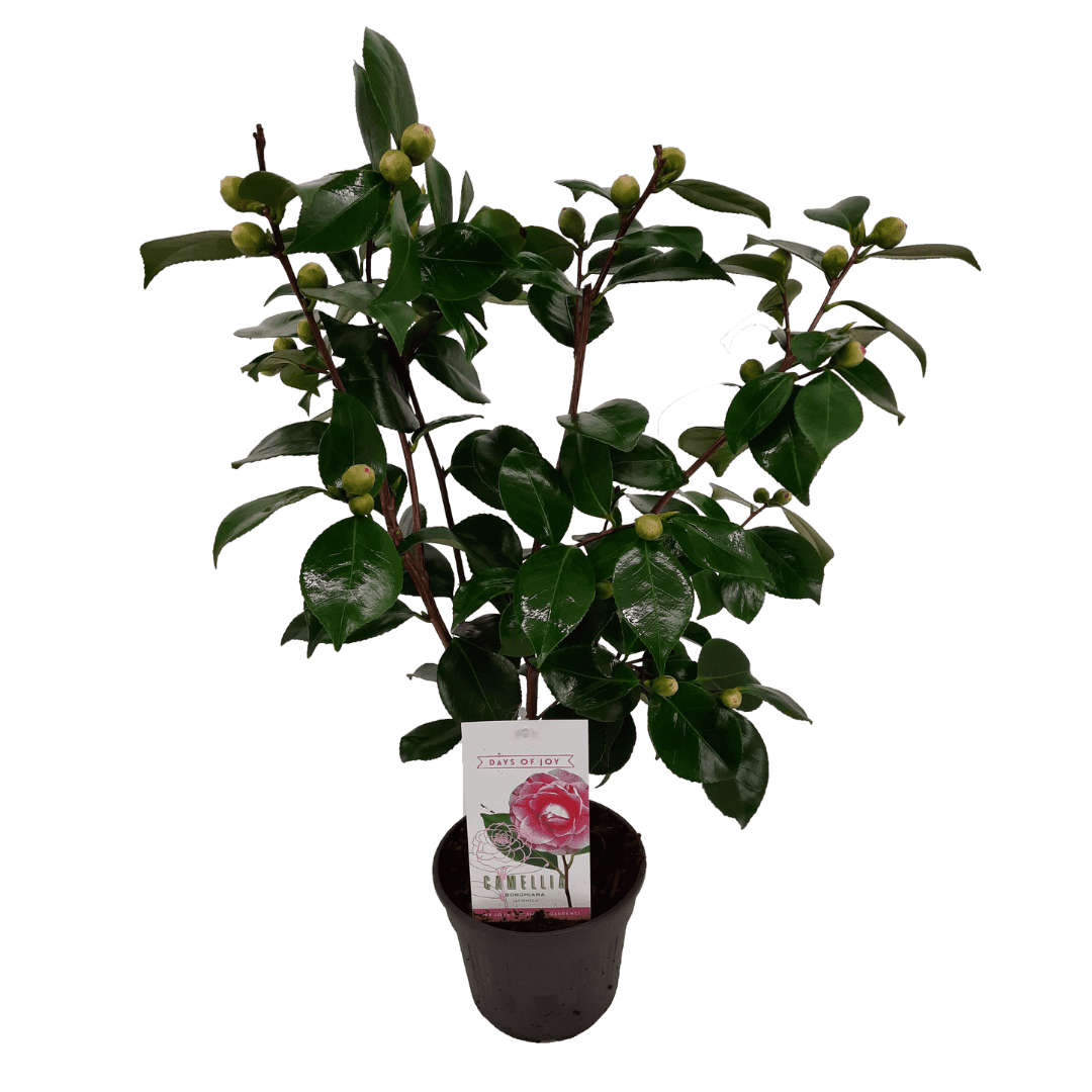 Camellia japonica 'japanse rose' bonomia