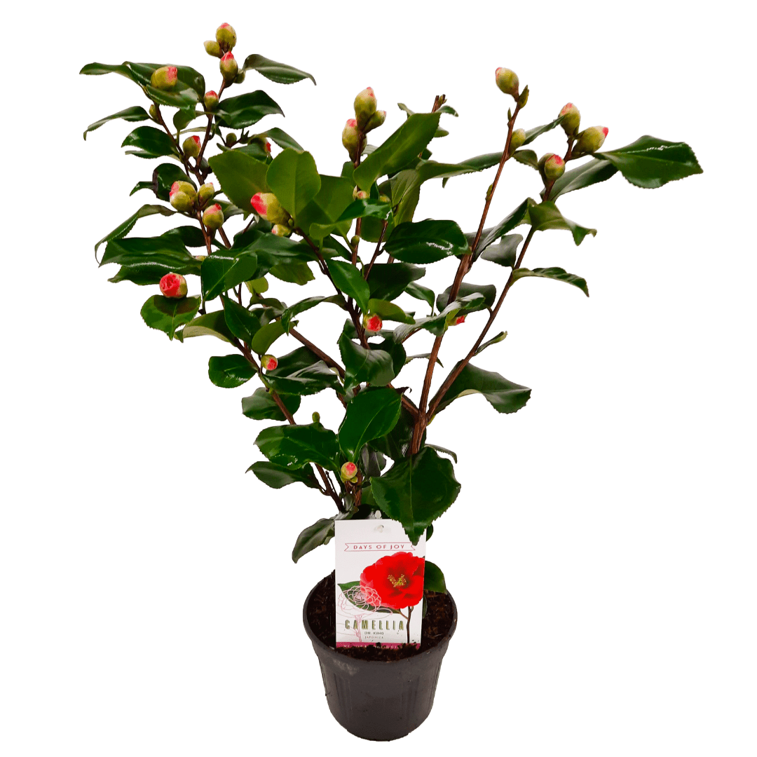 Camellia japonica 'japanese rose' dr. Ki