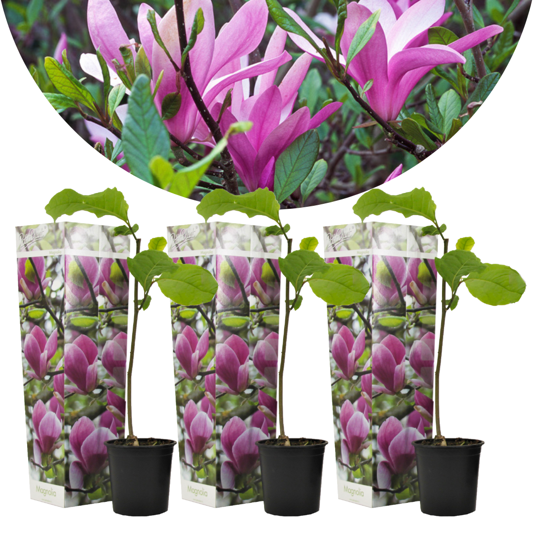 Magnolia pourpre (susan) - lot de 3