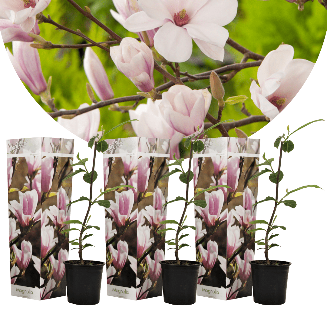 Magnolia rose clair (soulangeana) - lot