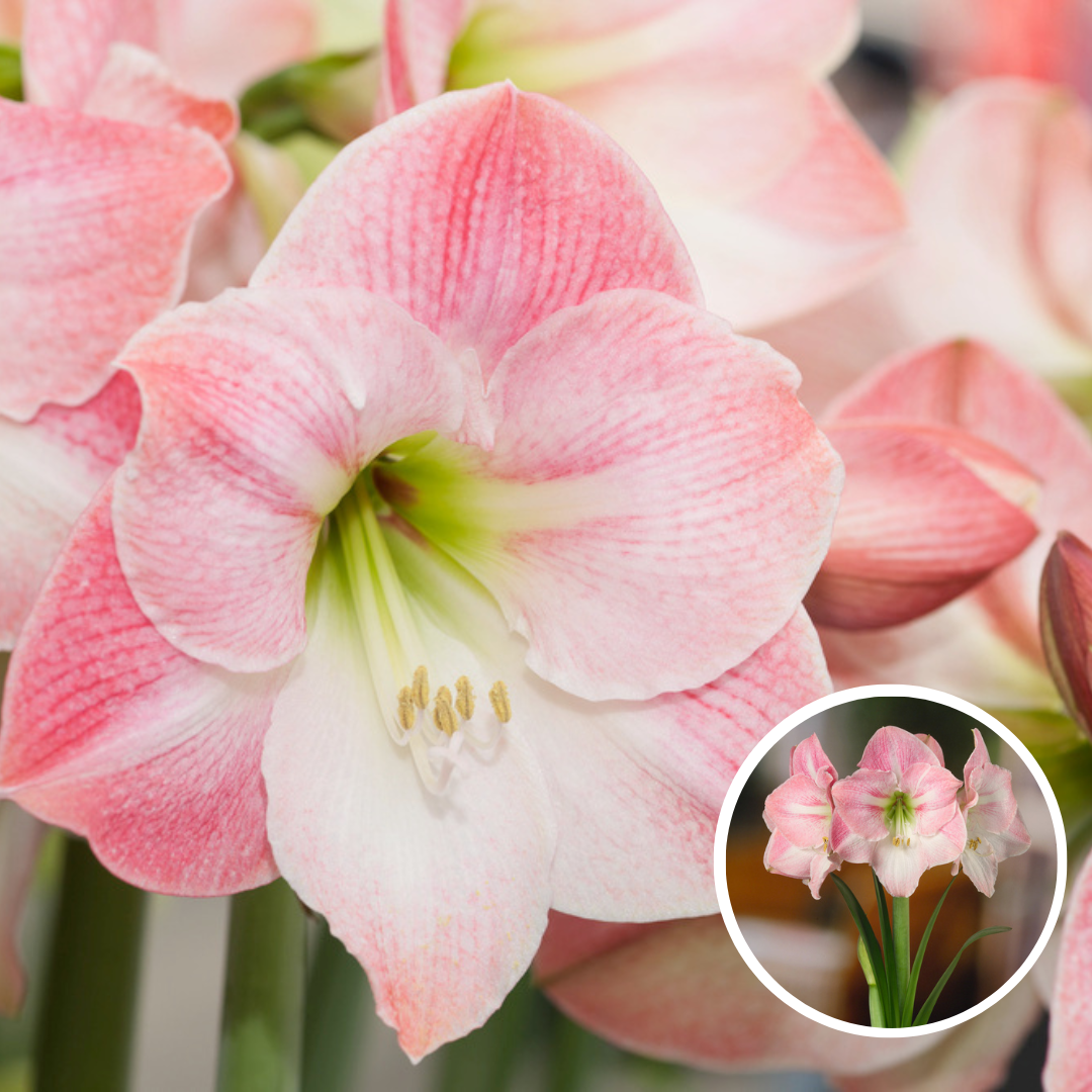 Bulbe d'amaryllis 'rose-blanc' - lot de