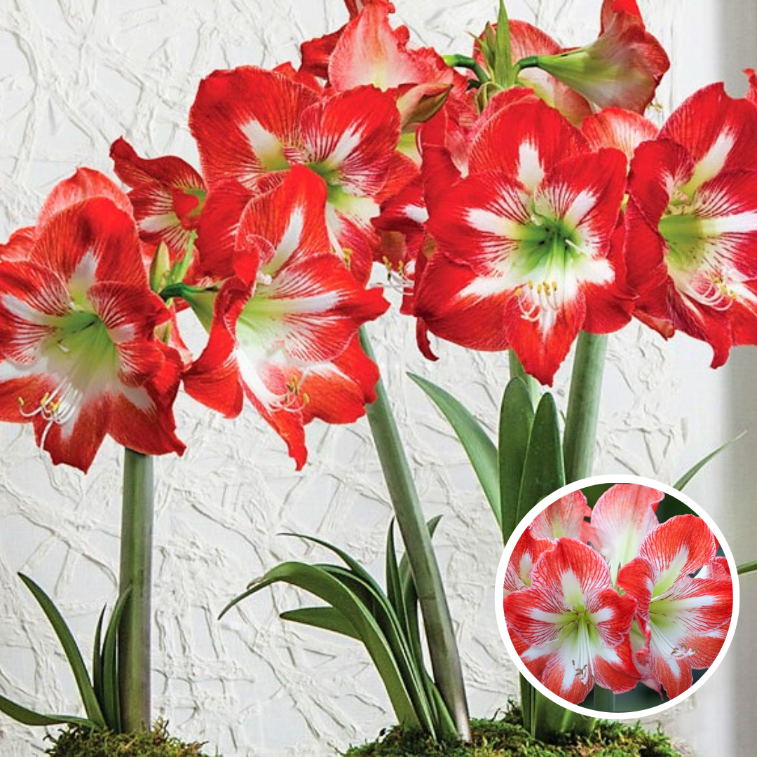 Bulbe d'amaryllis 'rouge-blanc' - lot de