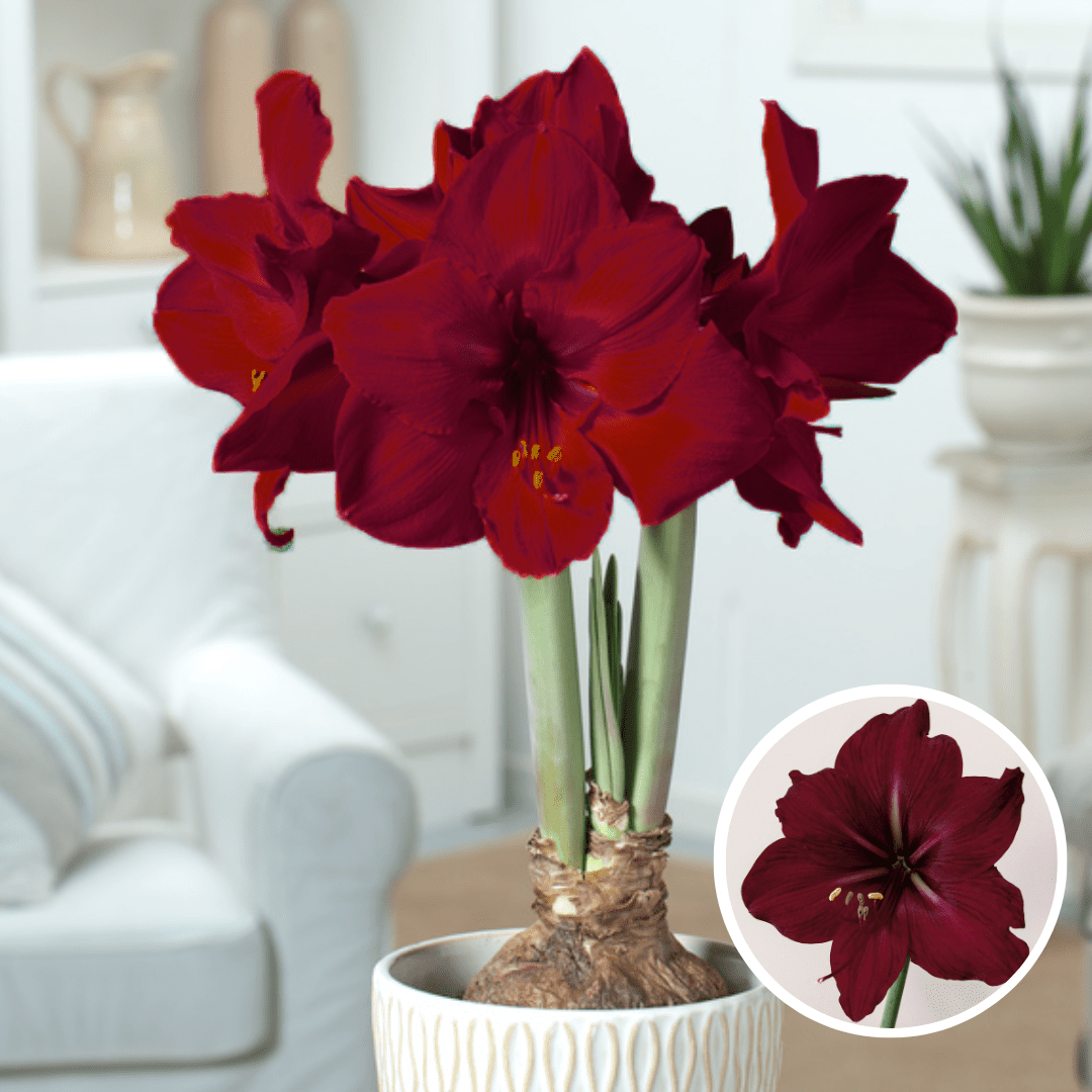 Bulbe d'amaryllis 'rouge foncé' - lot de