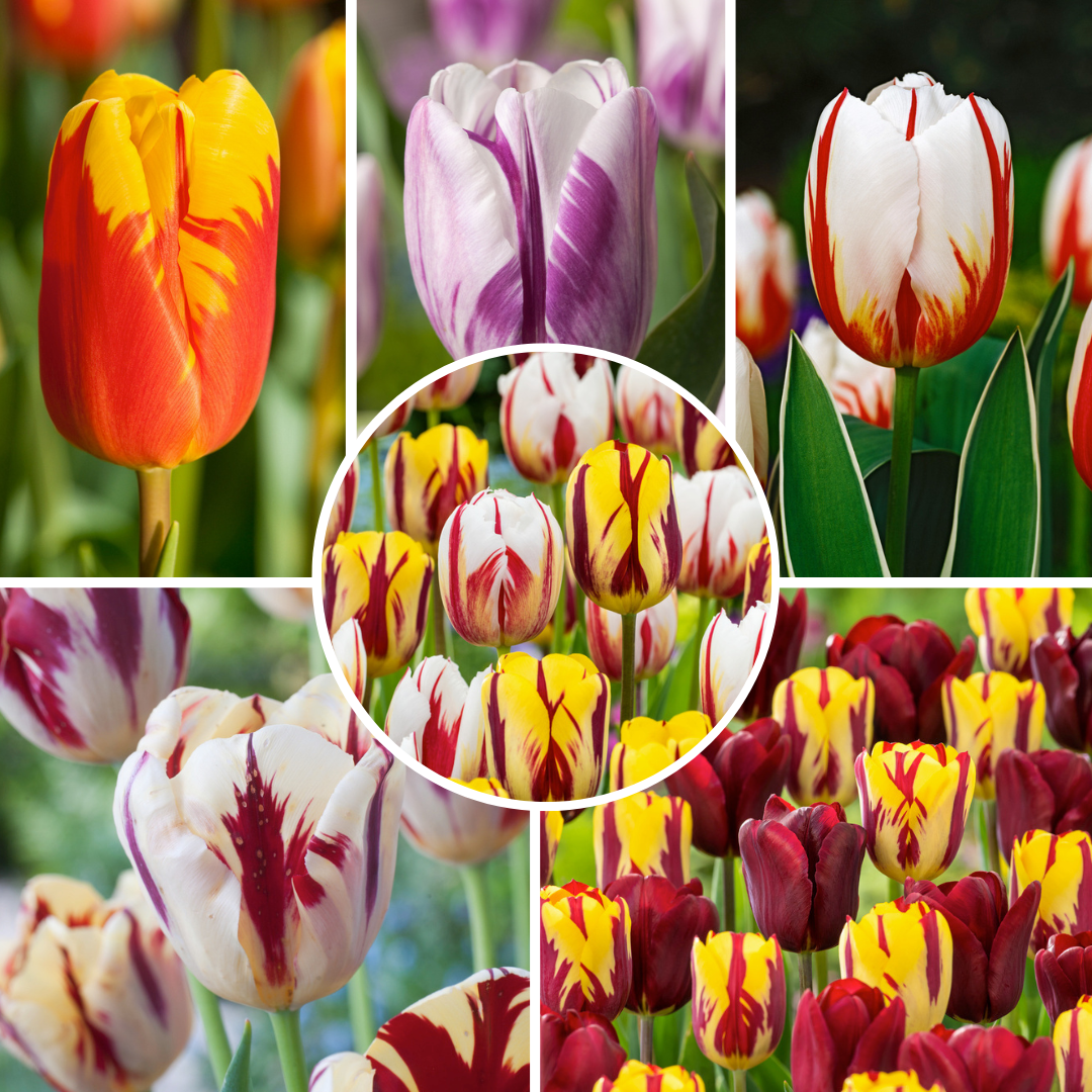 Bulbes de tulipe 'flaming beauty' - méla